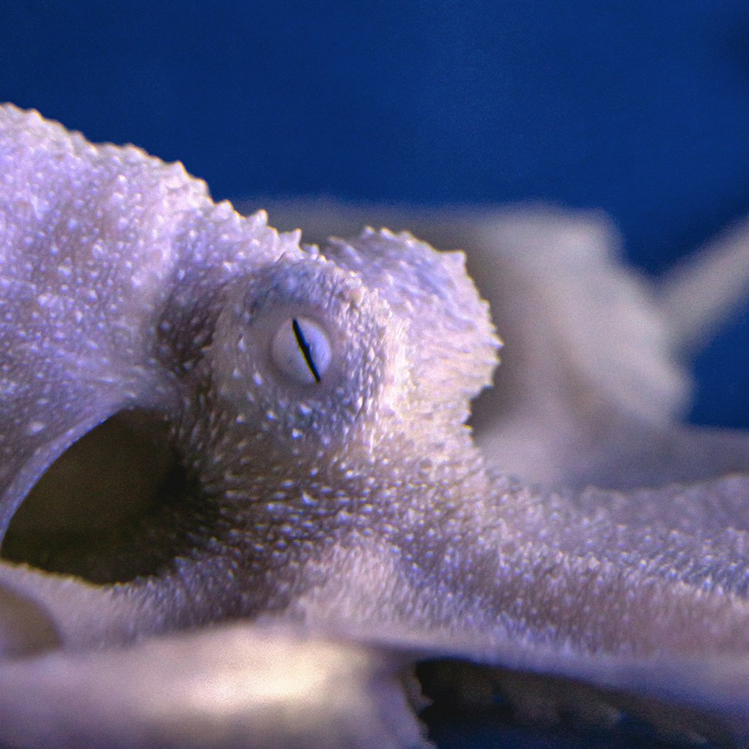 octopus.jpg