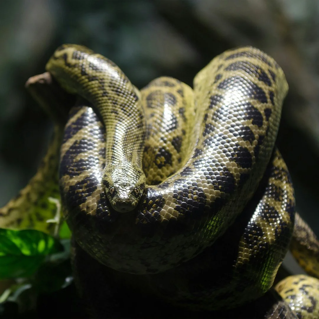 Anaconda.jpg