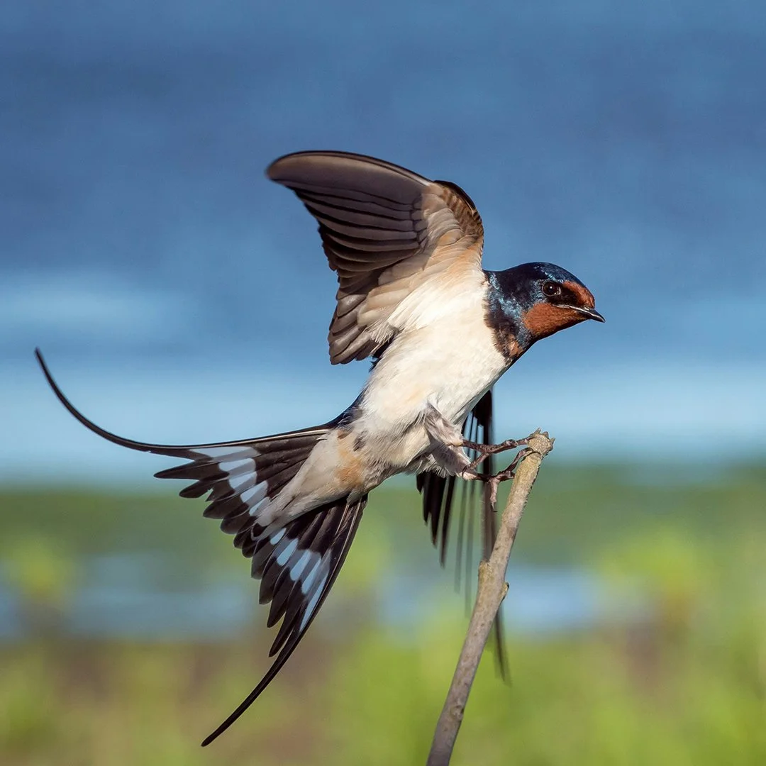 swallow.jpg