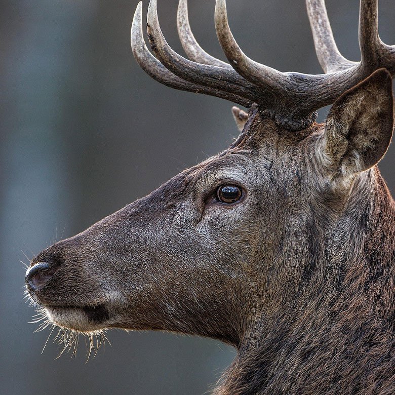 deer2.jpg