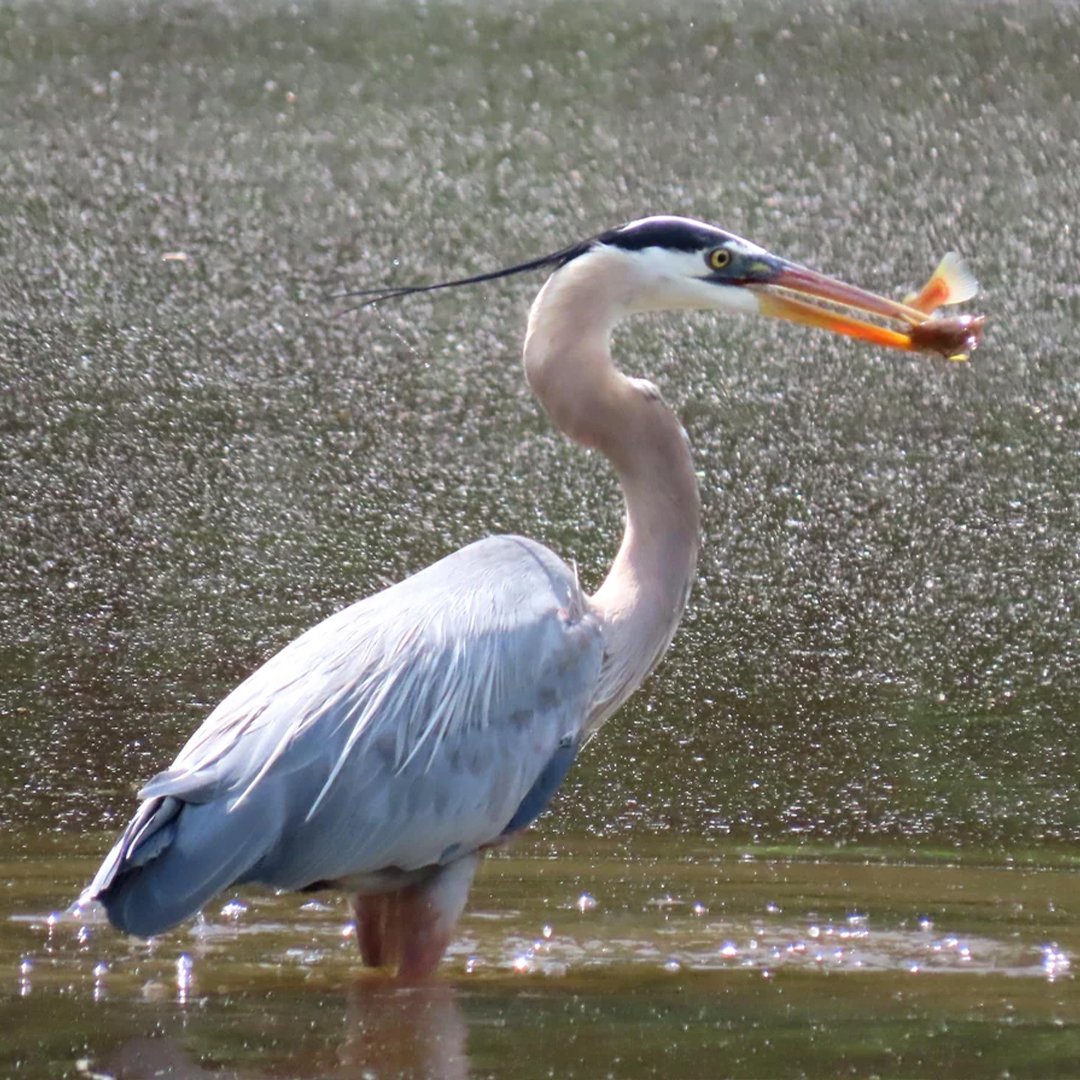 egret.jpg