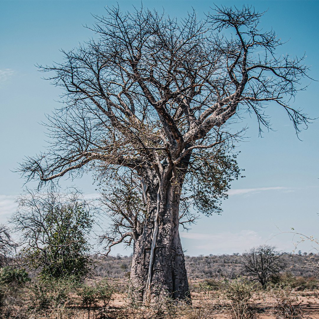 baobab.jpg