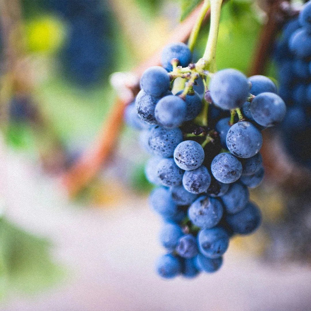 GRAPE.jpg
