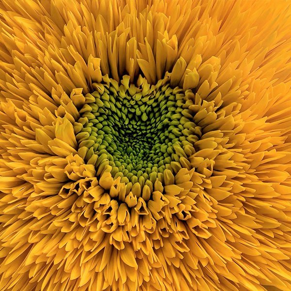 sunflower.jpg