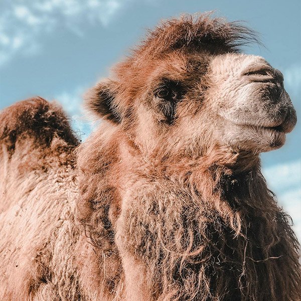 camel.jpg
