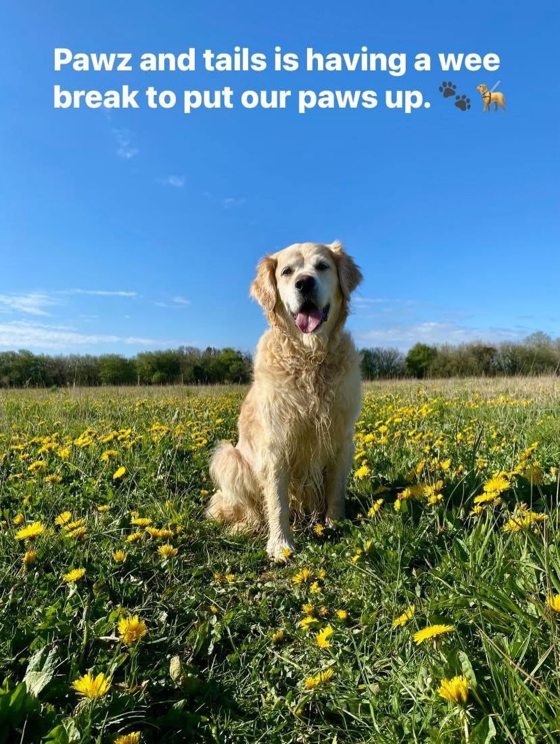 Important notice!!! I&rsquo;m away for a few days. Please note I may not be able to answer inquiries but will do my best to get back to you asap. Have a lovely weekend yall. 🐾🦮😃