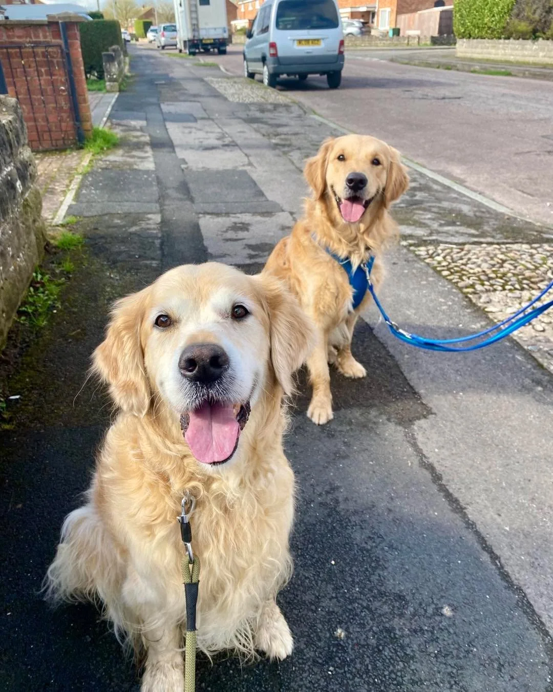Today I had another session with the gorgeous golden Howard and his human. Elsa also joined us to help teach Howard how to calmly approach another dog. 
#dogtraining #dogtrainersofinstagram #dogtrainer #dogs #doglover #goldenretriever #chippenham #po