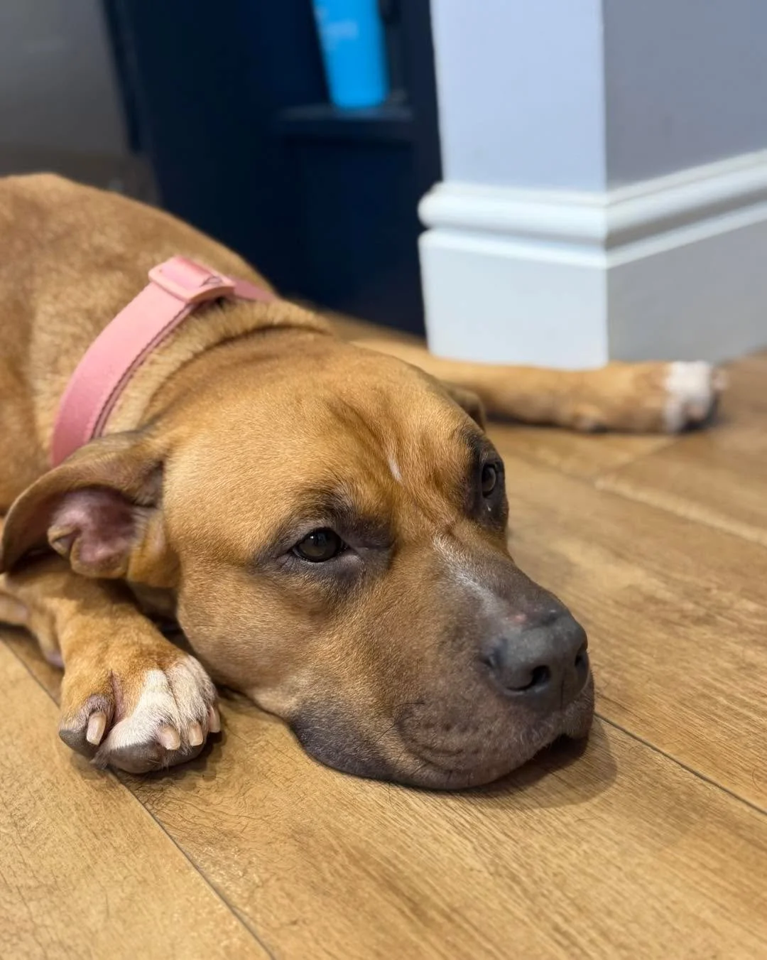 Everybody meet Cookie. I have been asked to help out with this gorgeous girls leash walking and hyper fixation when out on walks. Cookie has a lovely temperament but finds the outside world a little too exciting and overwhelming. I am looking forward