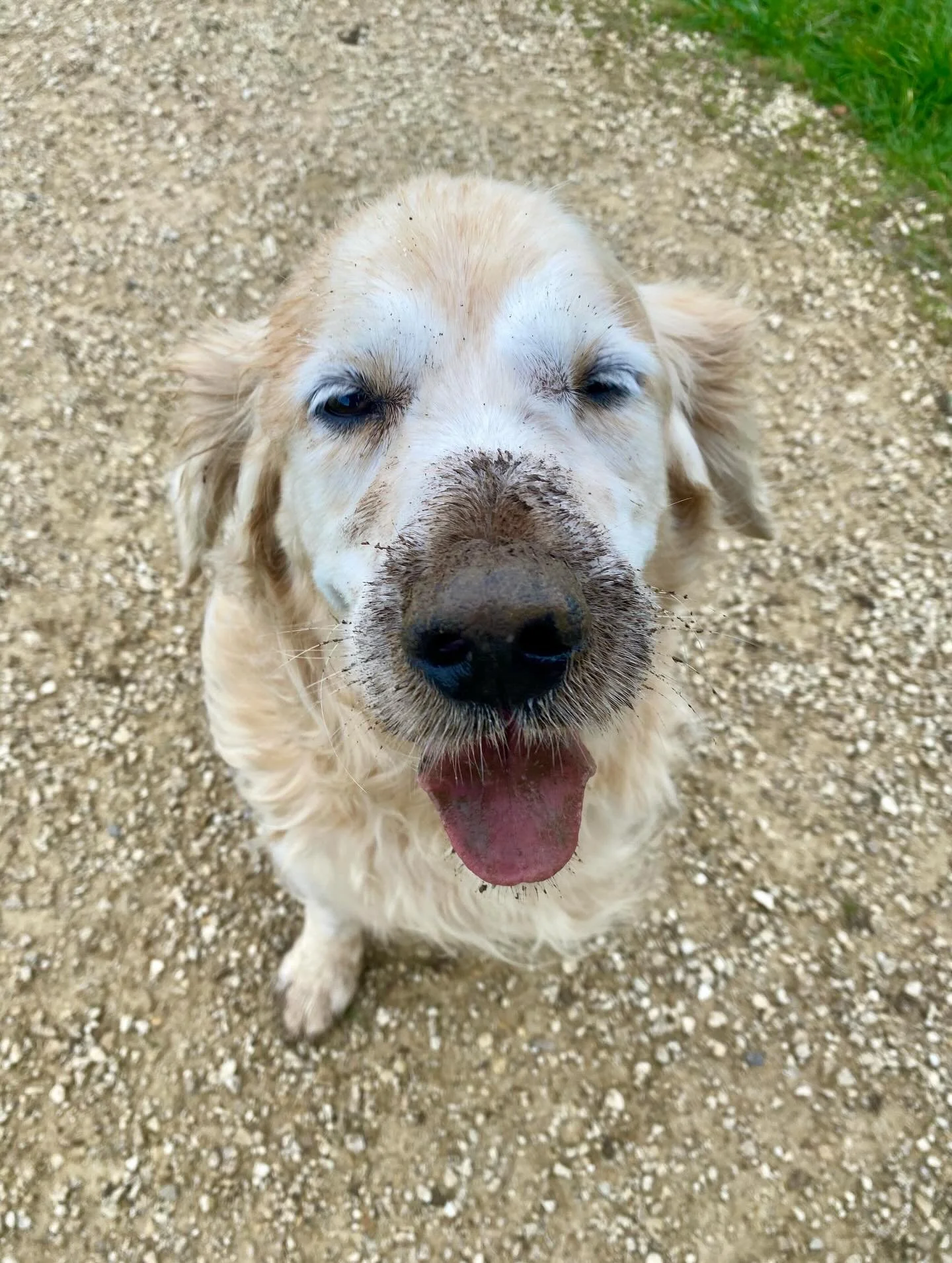 One very happy Golden. She decided to take up a job in digging on our morning walk. I got a good laugh. 😂🐾🦮❤️