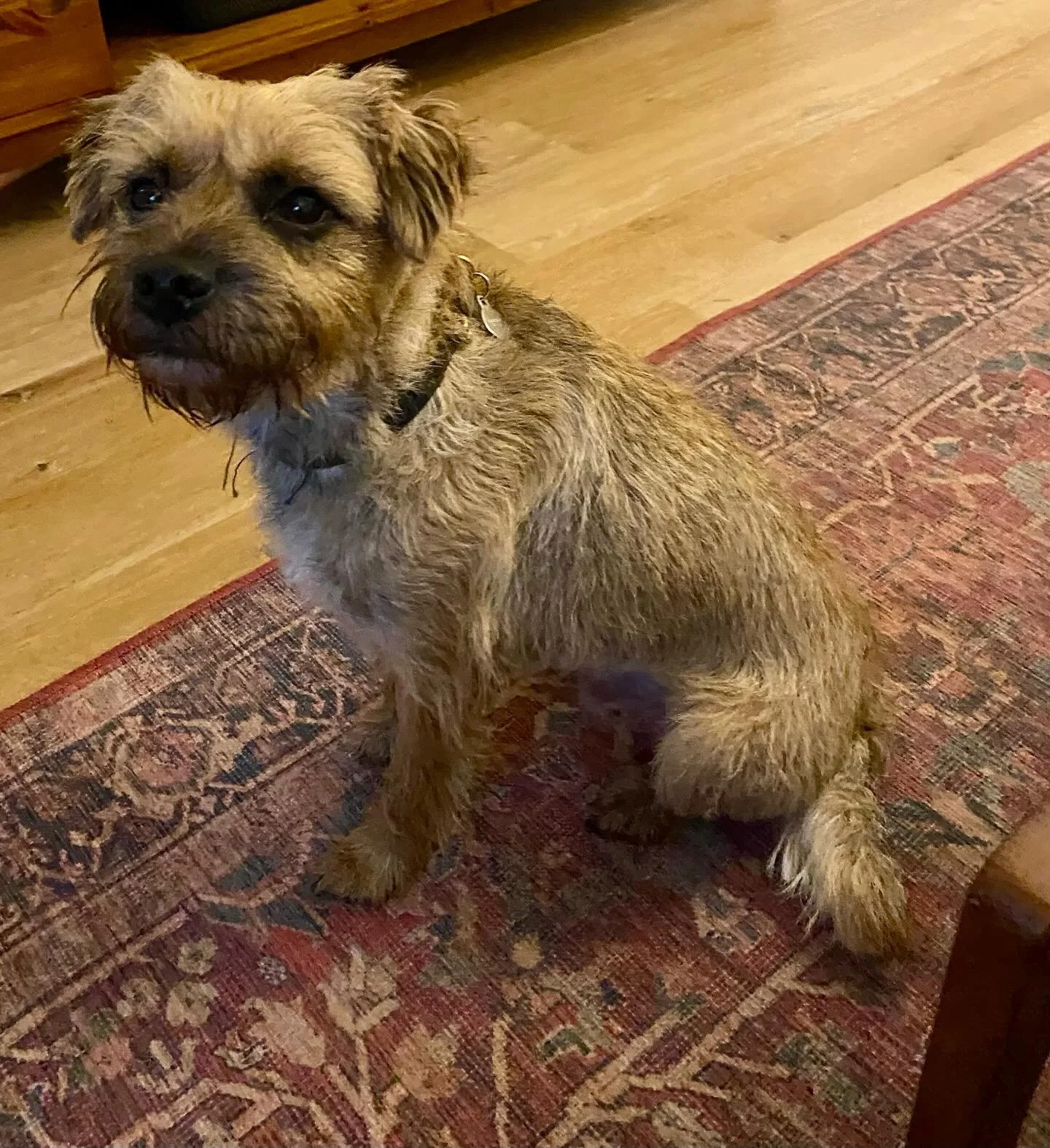 Meet Teddy the border terrier. Today I had my first session with him and his human. I&rsquo;ve been called in to help with his reactivity towards other dogs. Teddy finds the presence of new dogs currently very overwhelming and is very keen for them t