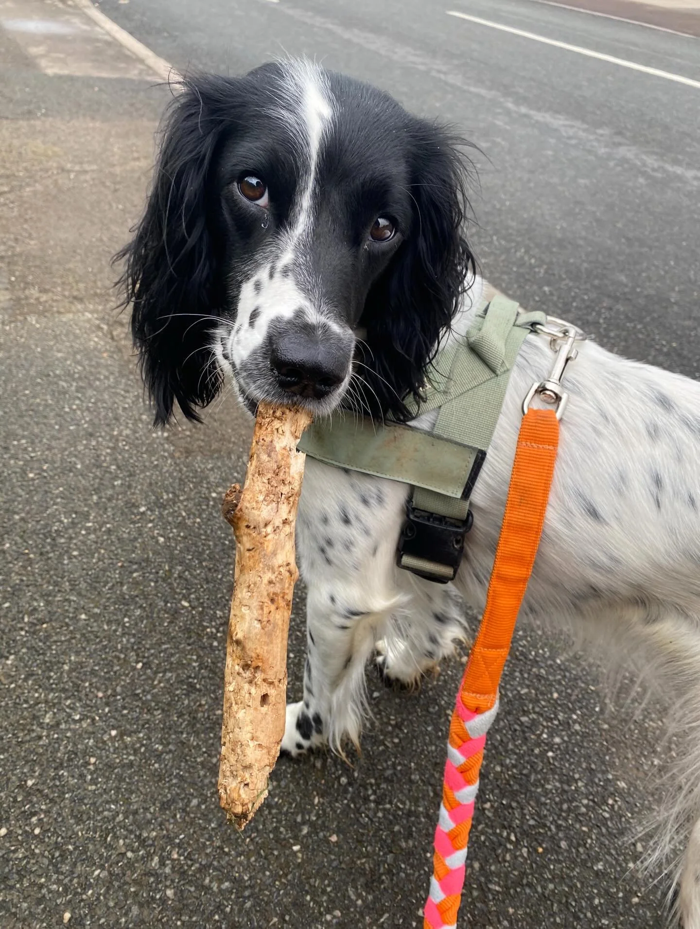 Does anyone else ever feel like there dog might be plotting there demise. 😅🐾🦮🗡️