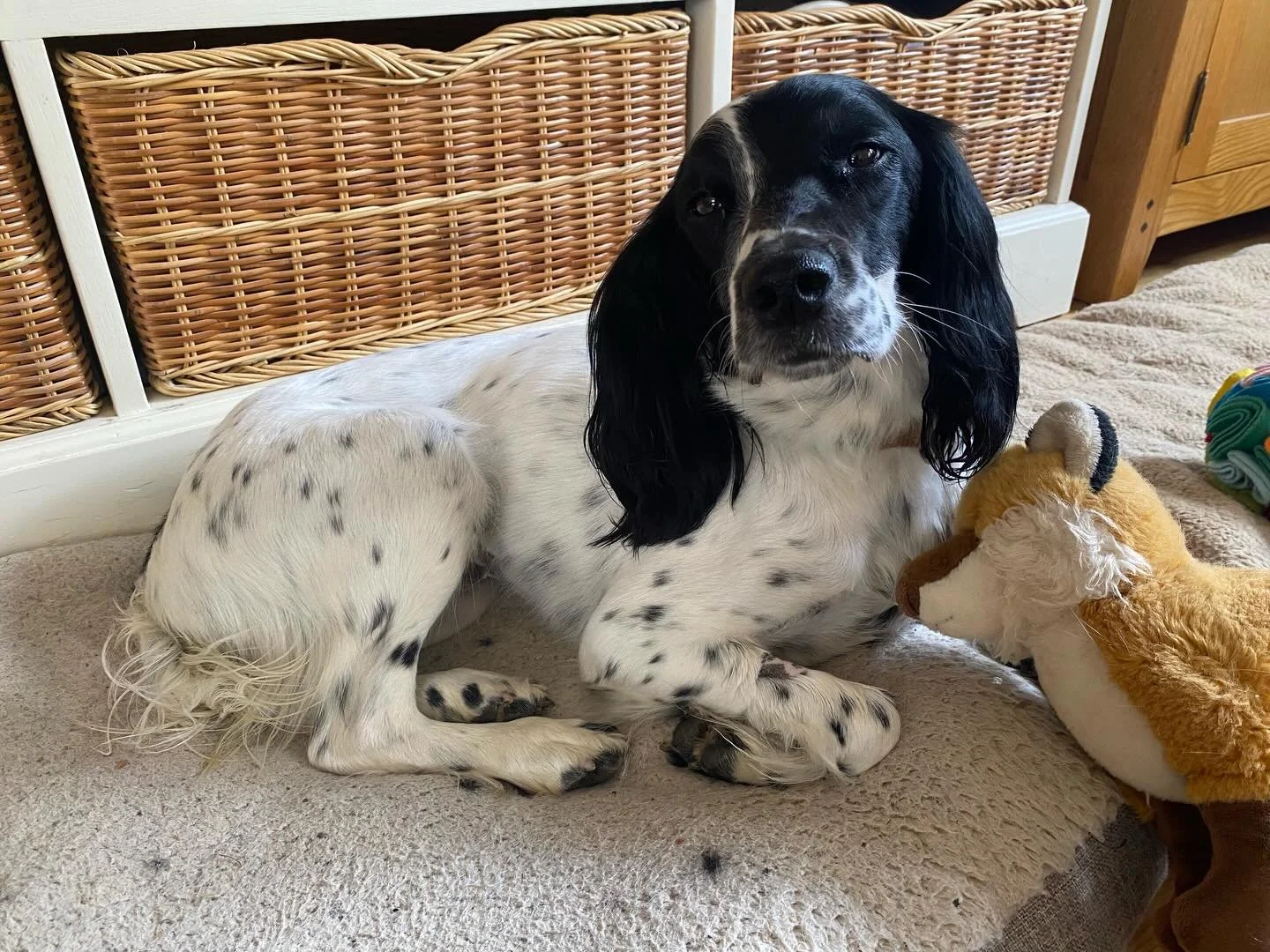 Today poor Tilly was spayed she was so brave. She is feeling rather sleepy and sorry for herself currently. I am keeping a close eye on her whilst she recovers.