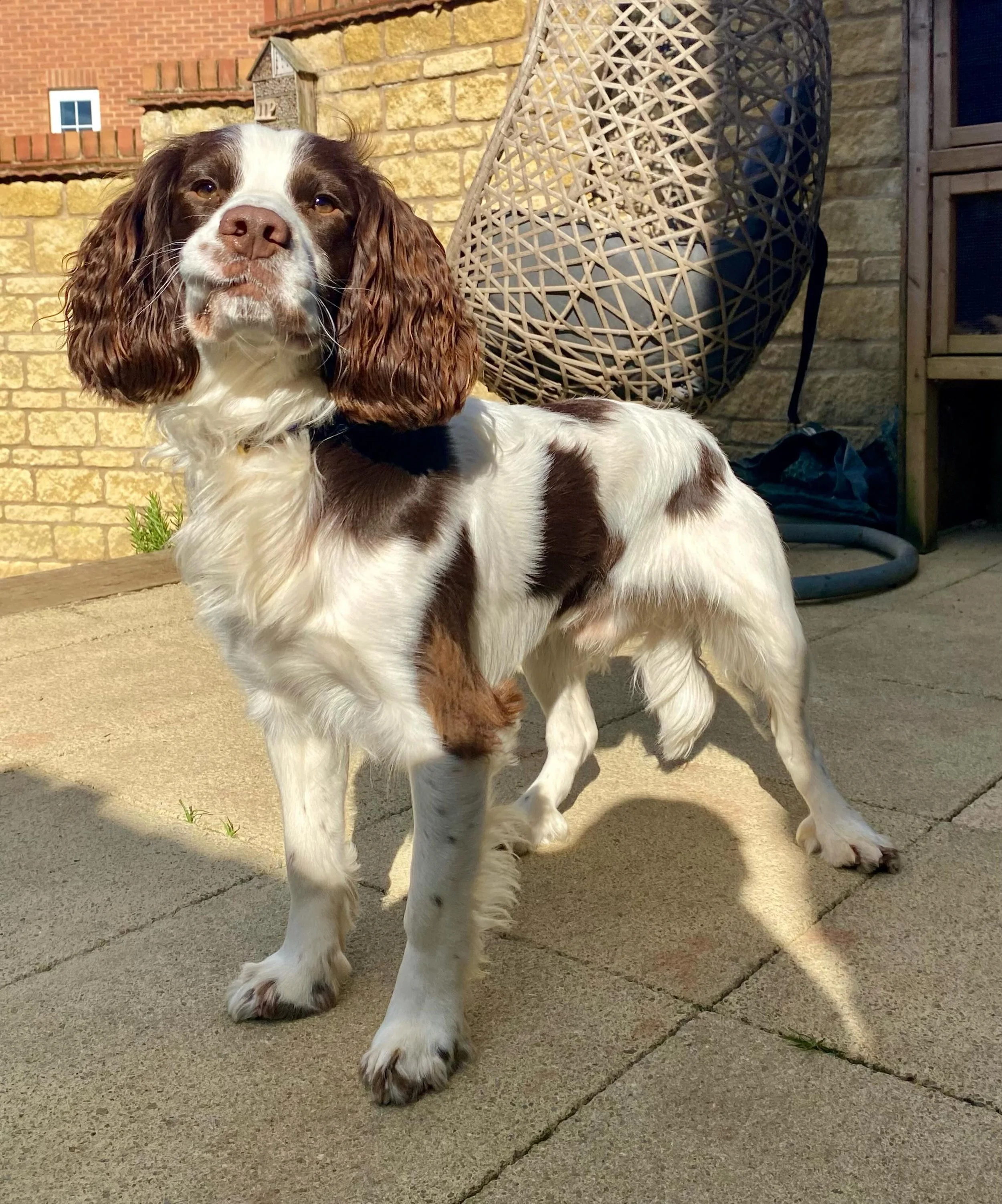 Everybody meet Marler. Today I started a wee spot of training with this very handsome doggo. Marler is looking for some help with his recall and greetings with other dogs. I&rsquo;m looking forward to working with him and his owner. 🐾🦮