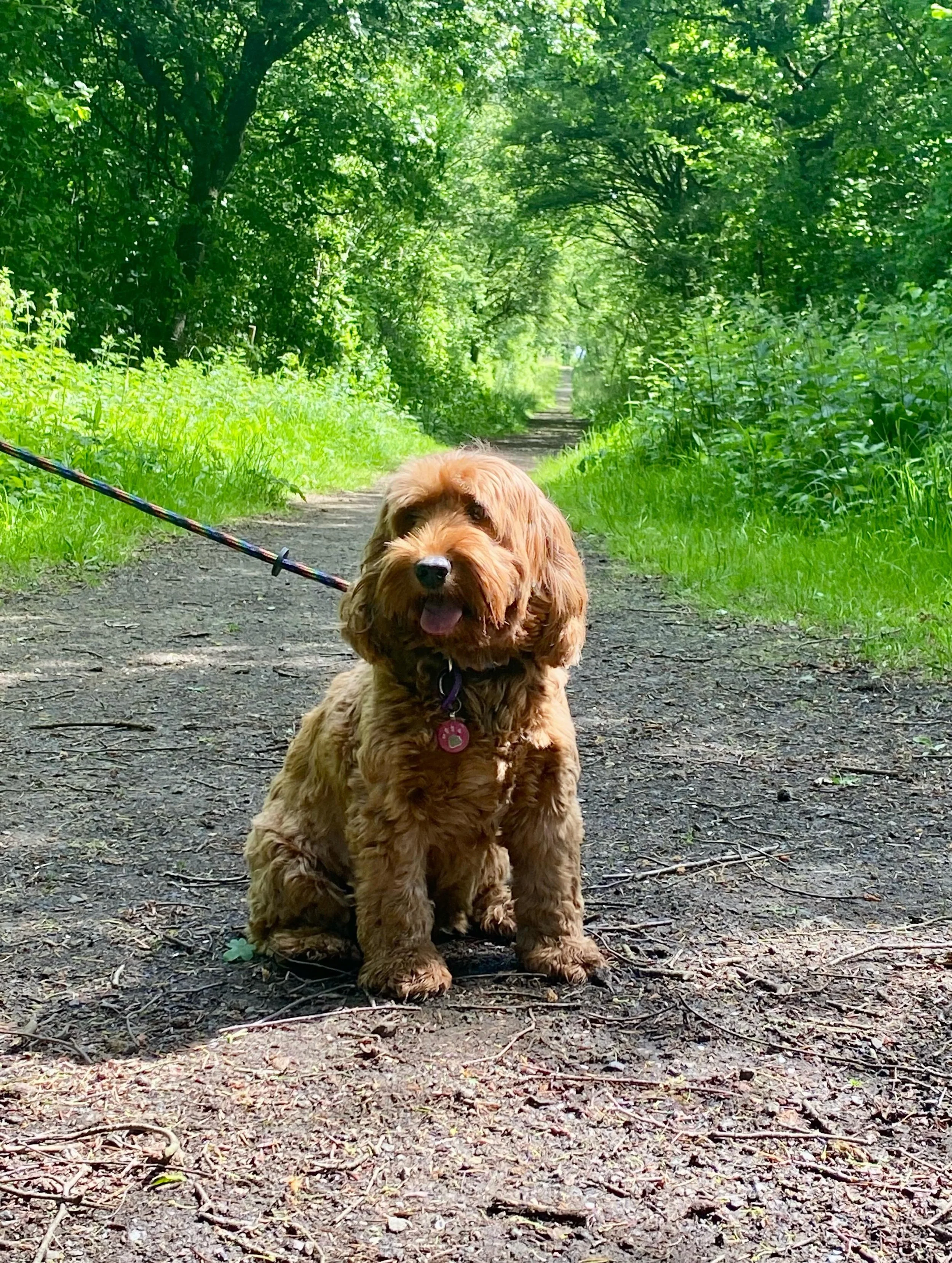Today I had a session with Betsy and her humans. She is improving massively with her training her humans have been working hard with her and I can definitely see the difference. I&rsquo;m very impressed. She posed very nicely for a few pictures today