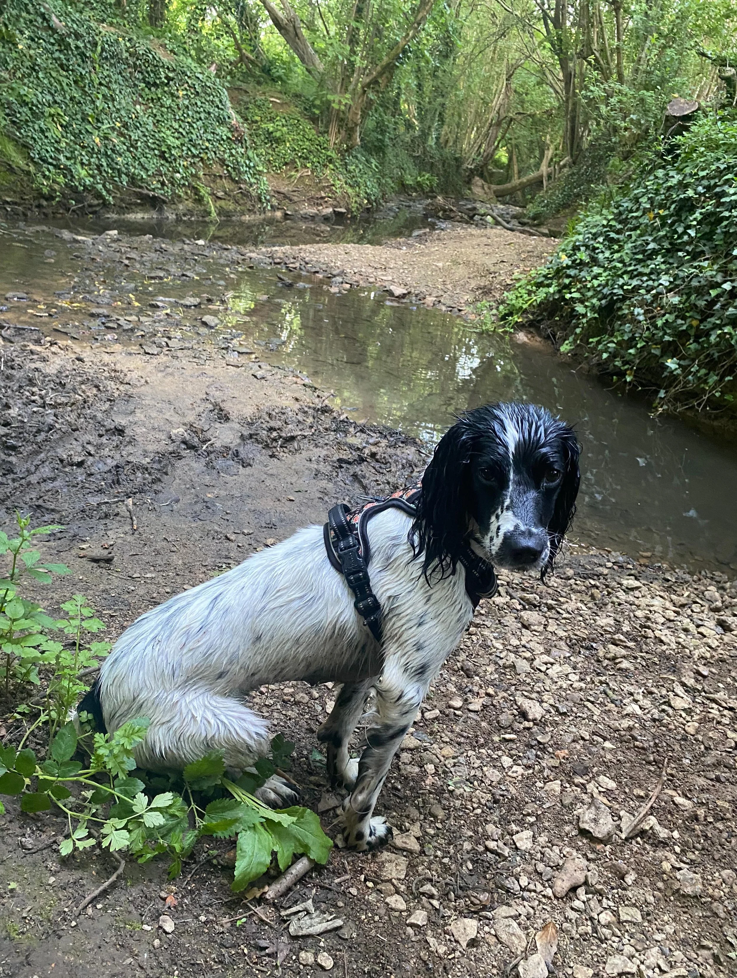 Late evening, wood land, soggy walk for Tilly today. Far too hot to go out earlier. Looks like crack of Dawn and evening walks for the rest of the week. And some mental enrichment. ☺️