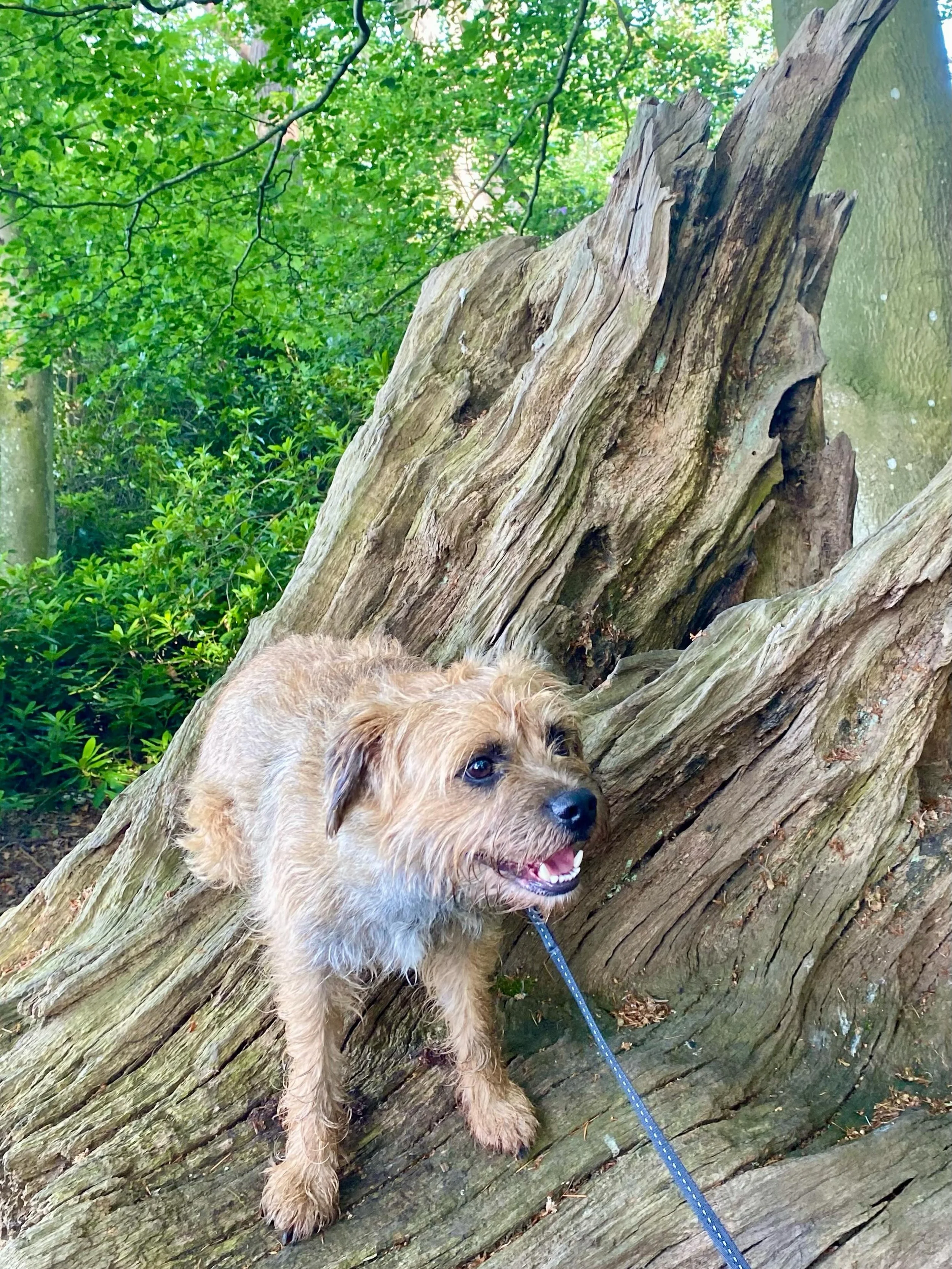 Today I met with Teddy and his human to see how his progress with his reactivity has been progressing. There have been some major improvements but also a couple of wobbly moments. With reactivity it&rsquo;s important to remember that like us dogs hav