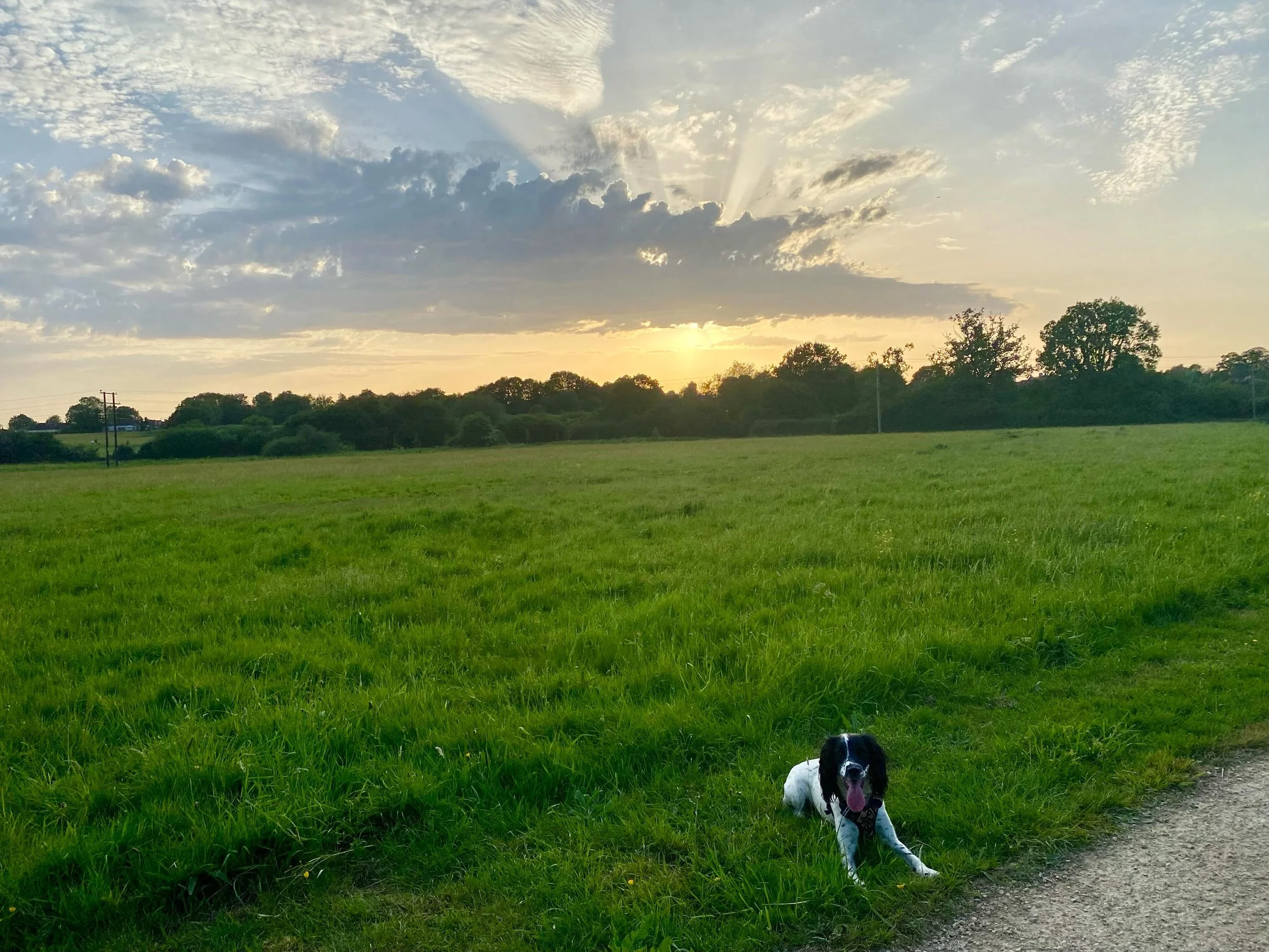I know I already posted today but I just had to share these photos of the sun rays on my evening walk. The camera does not do them justice they were stunning. ☀️⛅️🐾🦮