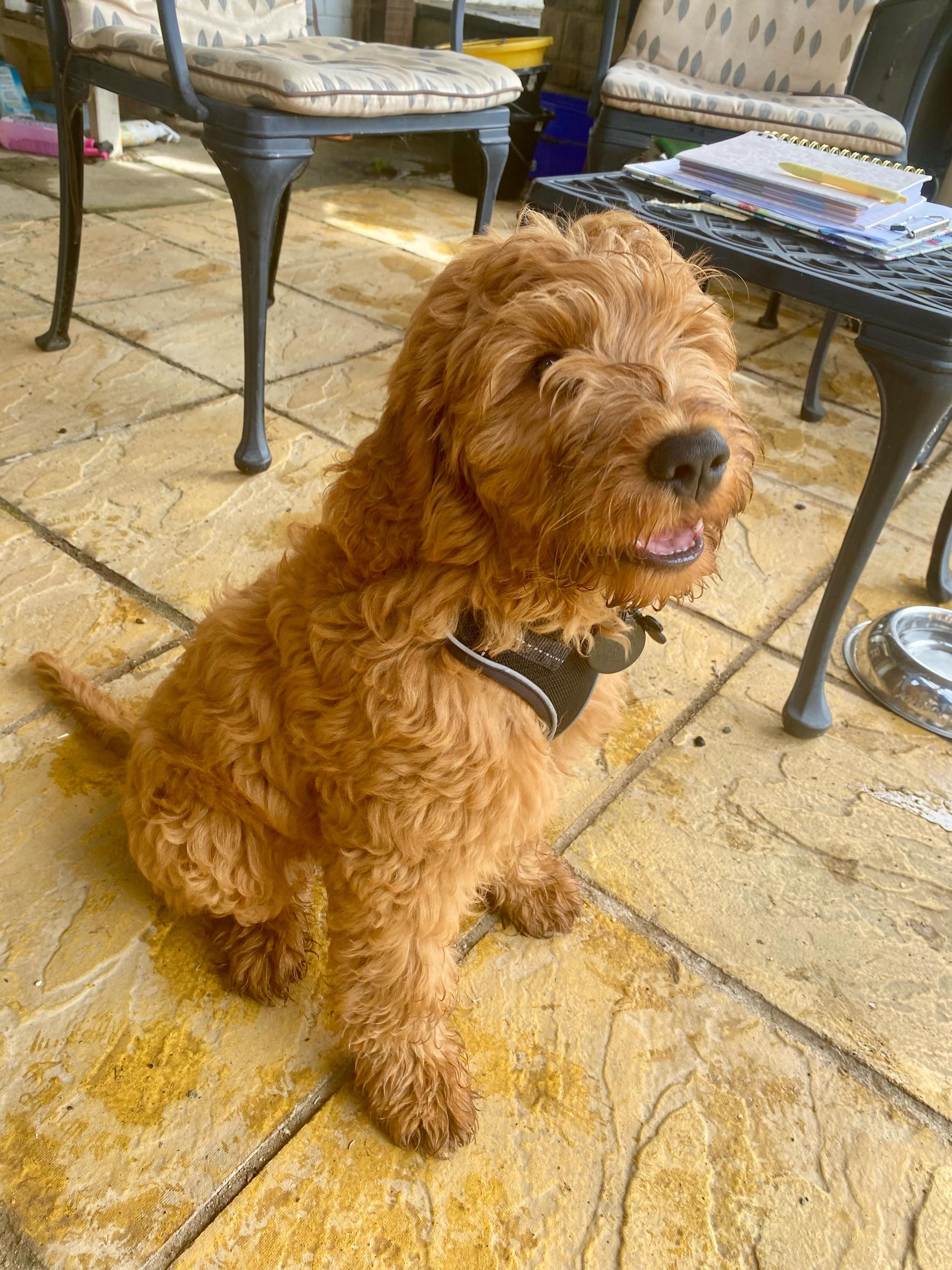 I know I already posted today but I couldn&rsquo;t resist posting this gorgeous boy meet Teddy. I am going to have the privilege of getting to do some one to one puppy training with him. ❤️🐾🦮☺️