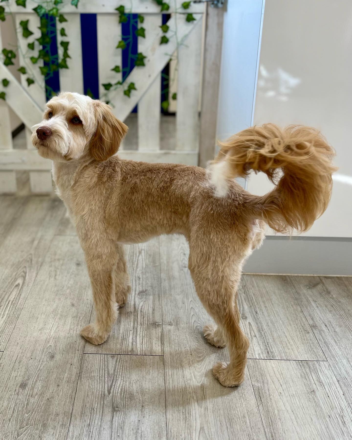 🐶Buddy and his fabulously foxy tail 🧡

Fully qualified one to one appointments available in our luxury air conditioned salon. 
🐩 Grooms to your specifications, breed standard or pet trim 🐶

🫧 Salon is open &bull;  09:00 - 17:30 
 &bull; Tuesday 