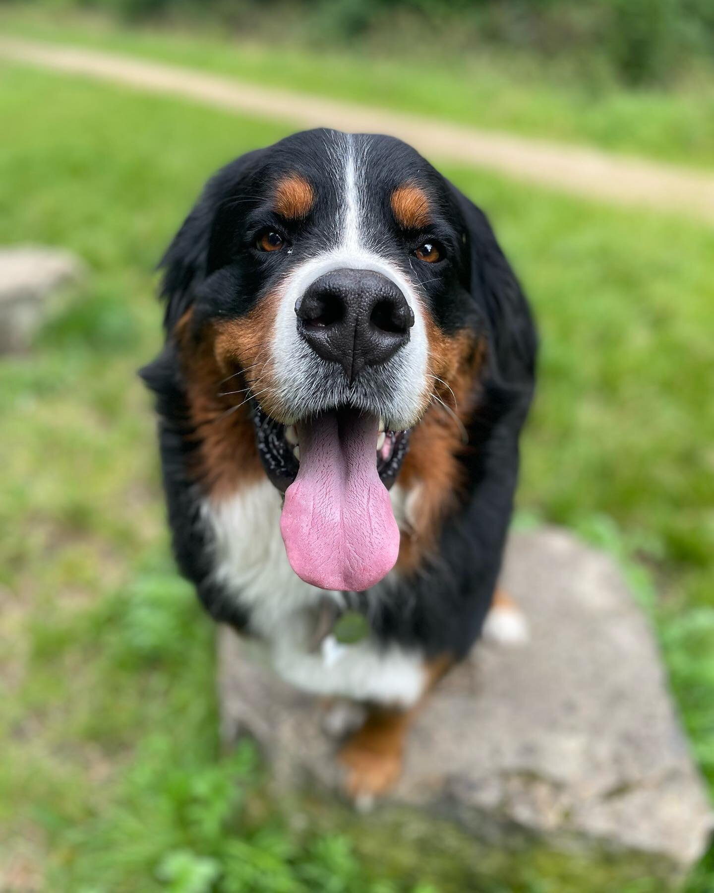 A big welcome to this handsome boy who was the perfect walking companion today ❤️