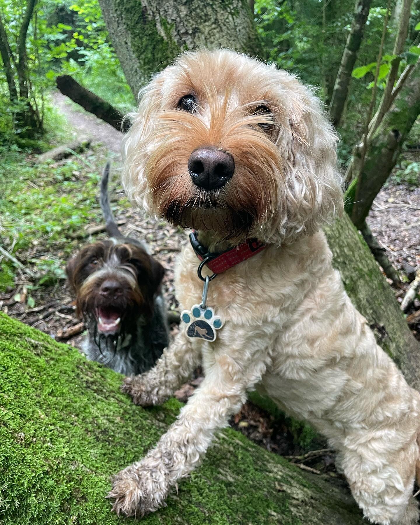 We love posing for treats ❤️