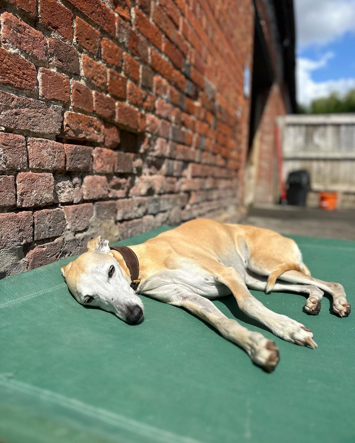 Snoozing in the sun ☀️