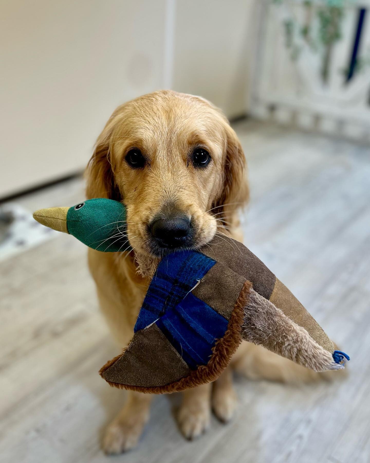 🦆 Support duckys welcome in the grooming salon too ! 🐾

Fully qualified one to one appointments available in our luxury air conditioned salon. 
🐩 Grooms to your specifications, breed standard or pet trim 🐶

🫧 Salon is open &bull;  09:00 - 17:30 
