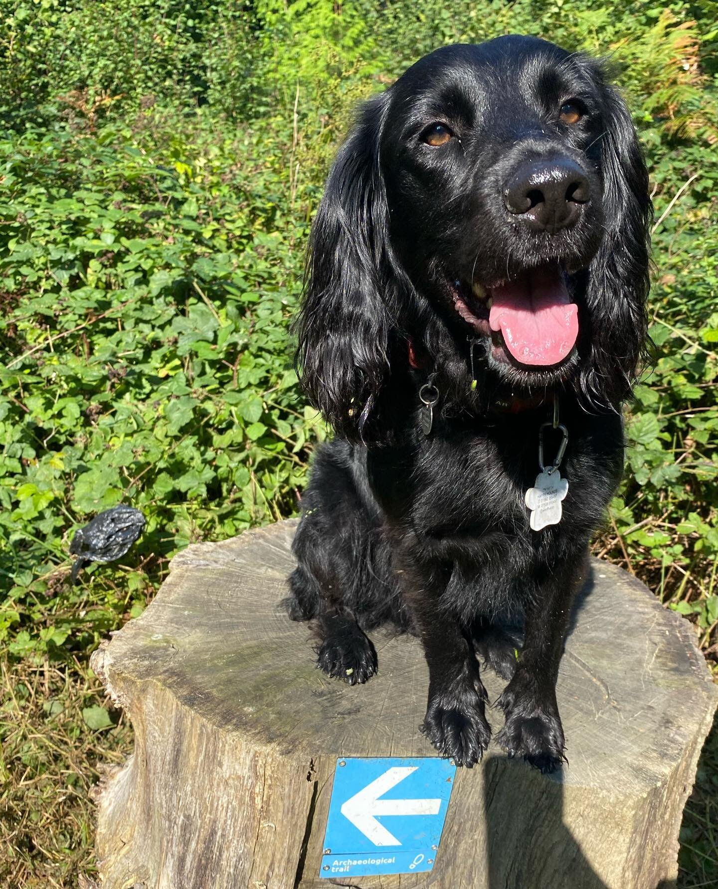 ☔️⛈️On a wet gloomy day like today here&rsquo;s a very handsome Harris to remind you the sunshine will come again☀️😎