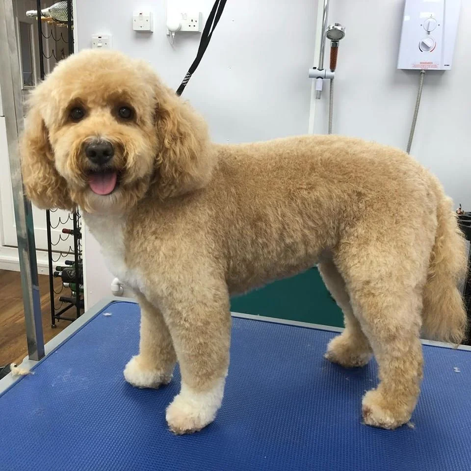 Dog Grooming Winchester — Happy Hounds