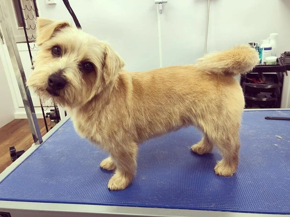 Dog Grooming Winchester — Happy Hounds