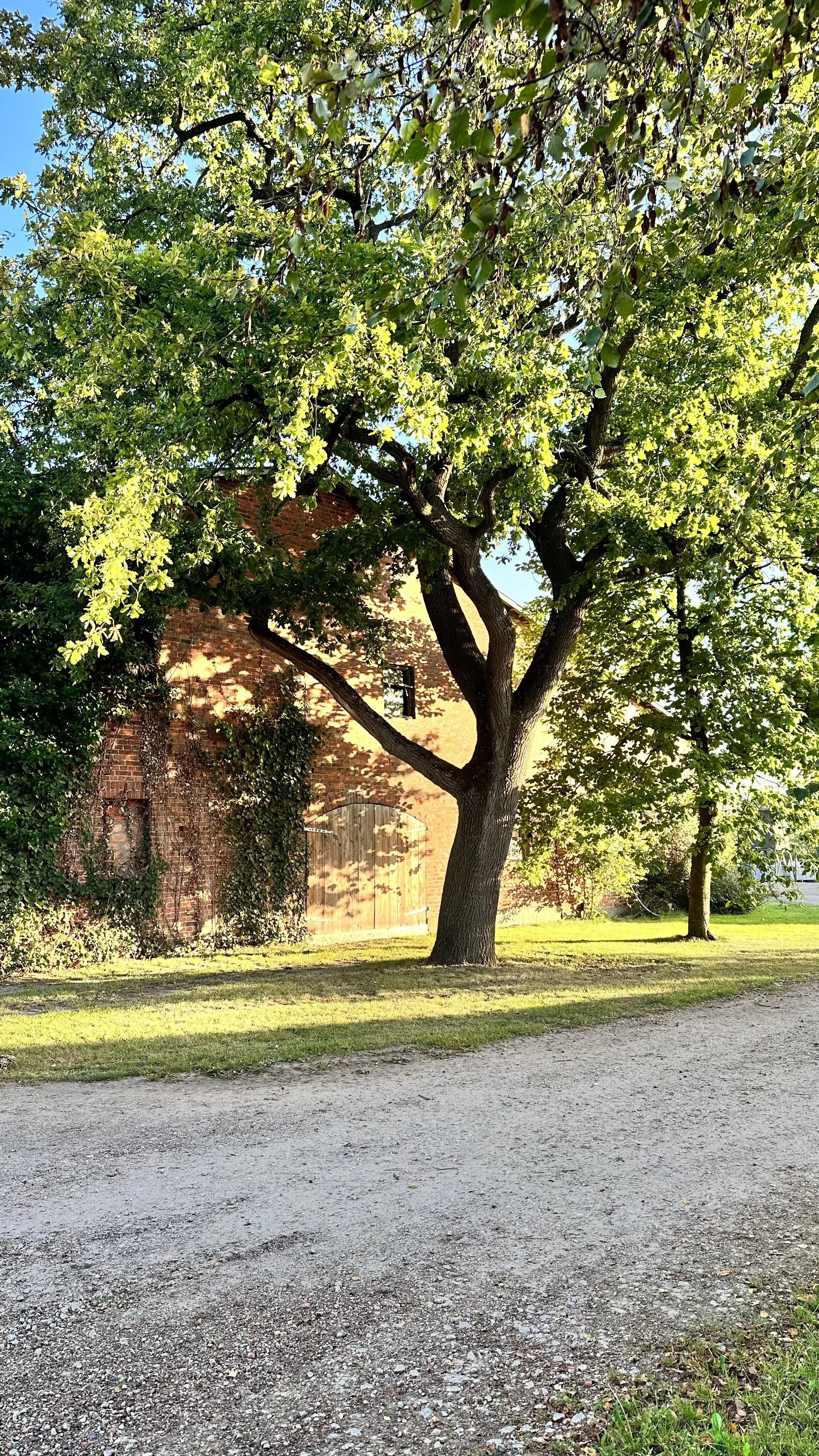 Ein großer Baum mit grünem Laub steht neben einem Backsteingebäude, das Sonnenlicht wirft Schatten auf das Gebäude und die Rasenfläche und im Vordergrund befindet sich ein Kiesweg.
