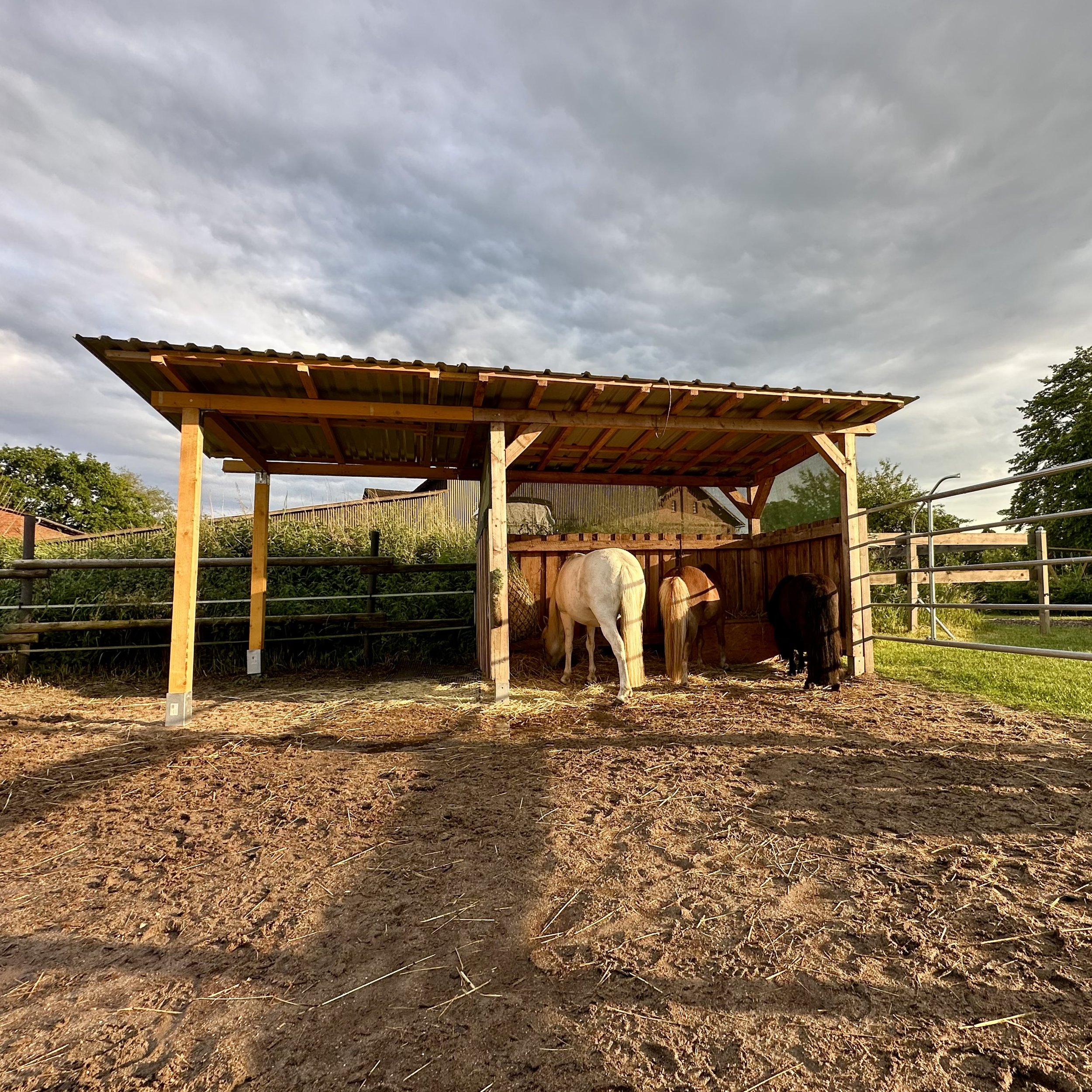 Drei Ponys in einem Holzunterstand auf ihrem Paddock, mit einem Zaun und bewölktem Himmel im Hintergrund.
