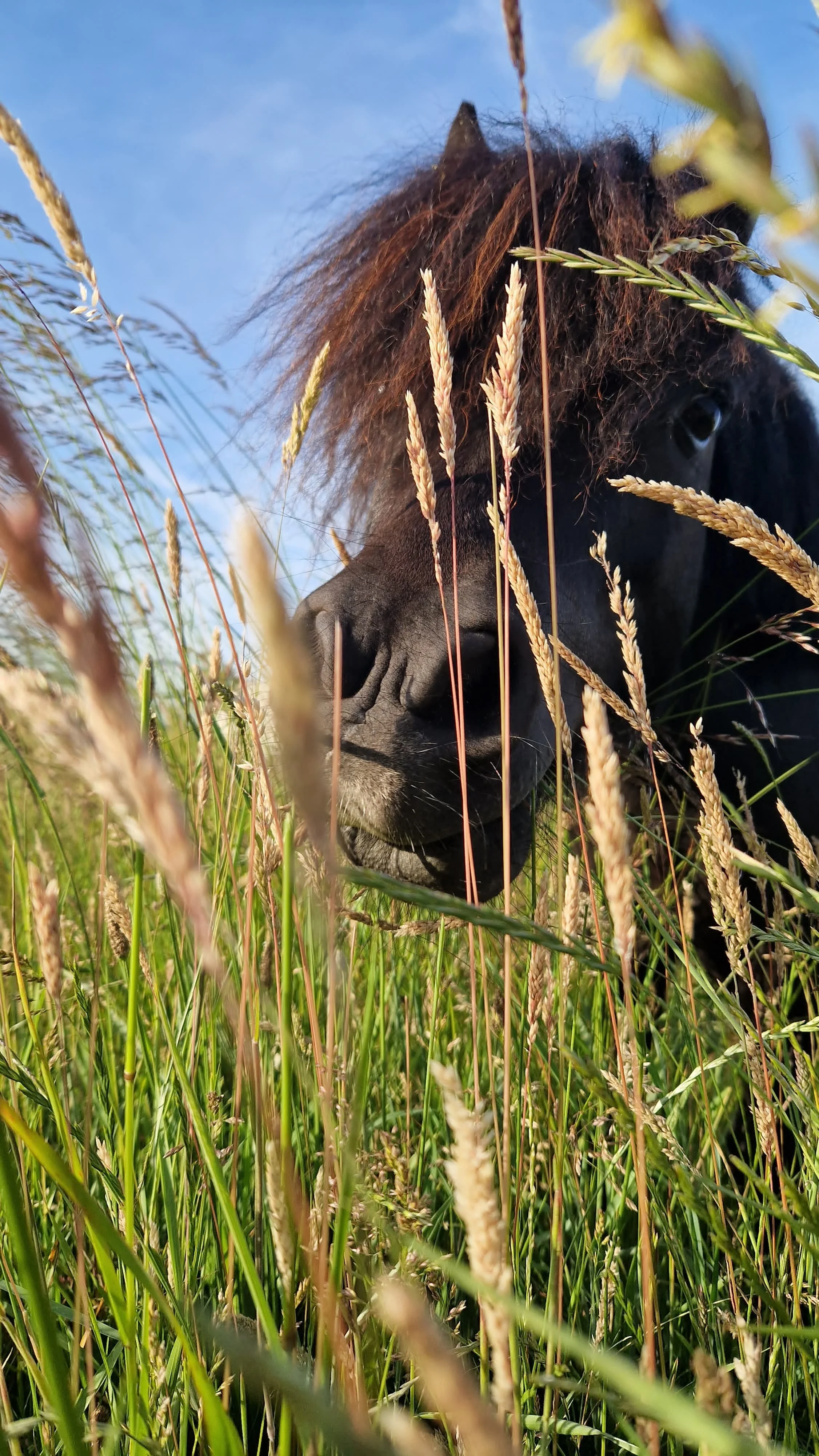 Nahaufnahme eines schwarzen Pferdes mit lockiger Mähne, das inmitten von hohem grün-braunem Gras unter einem klaren blauen Himmel grast.