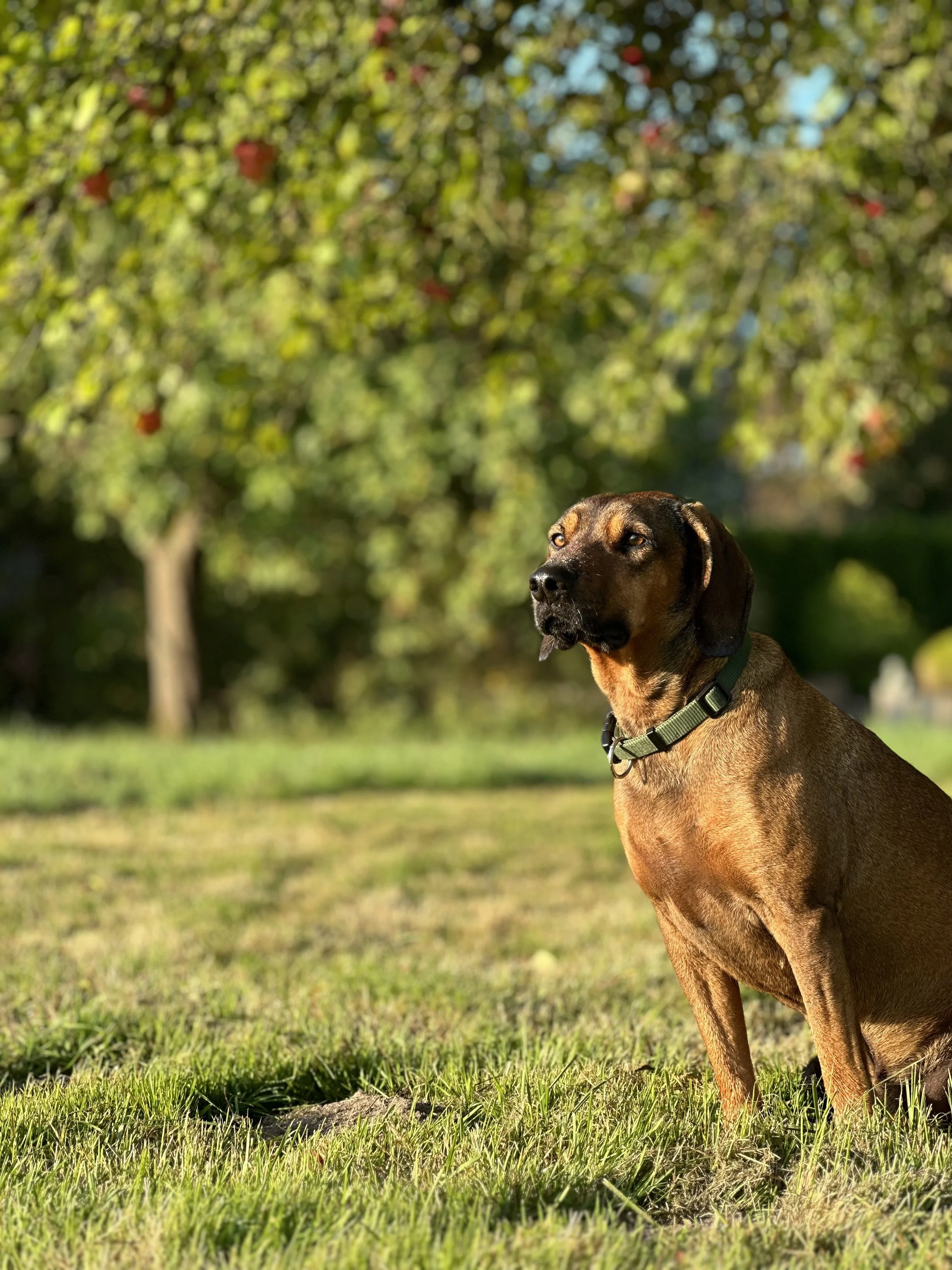 Ein brauner Hund mit schwarzem Halsband sitzt im Gras vor einem Baum mit roten und grünen Blättern.