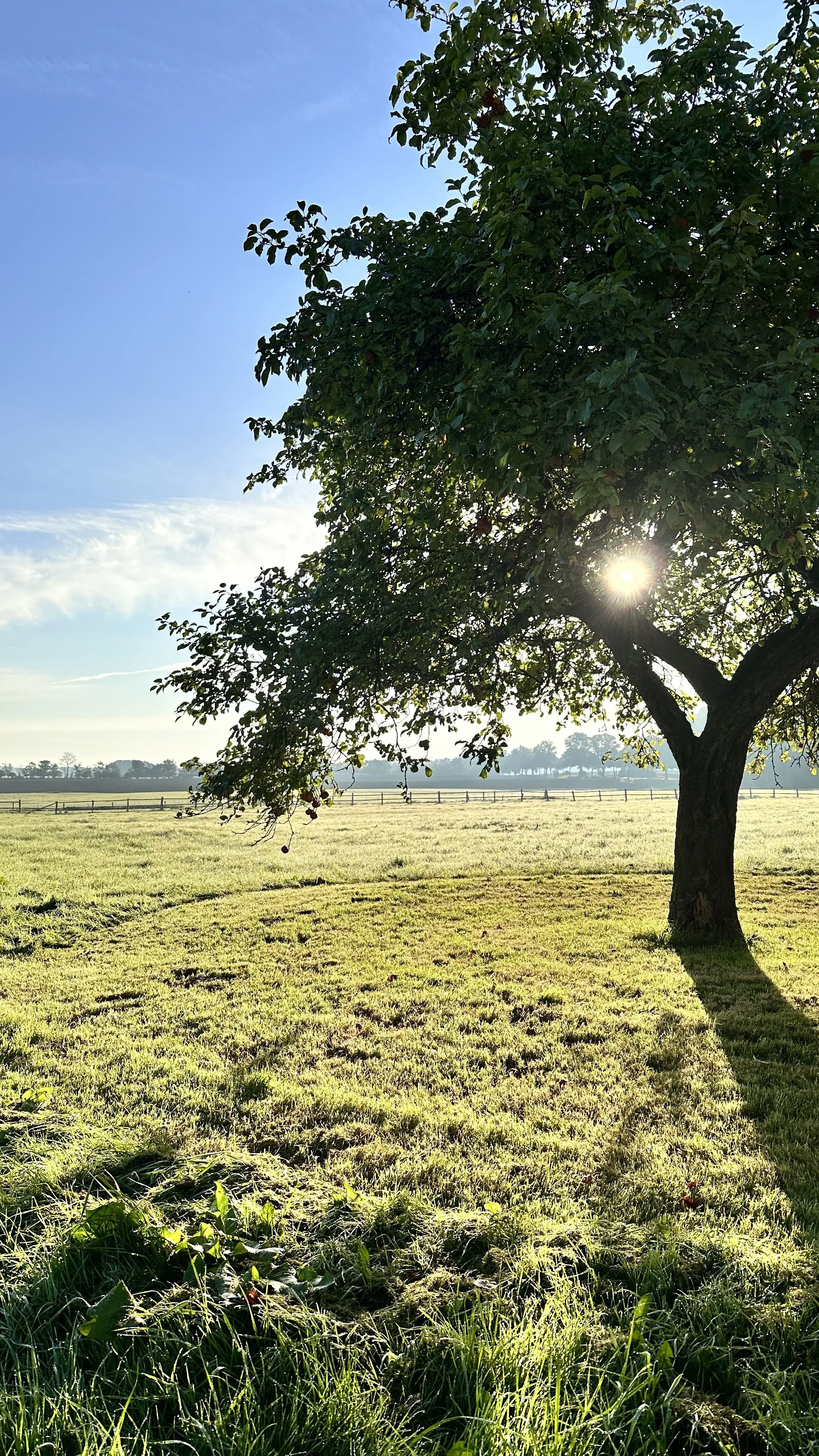 Ein Baum mit grünen Blättern wirft bei Tageslicht einen Schatten auf eine Wiese, während die Sonne durch seine Zweige scheint.