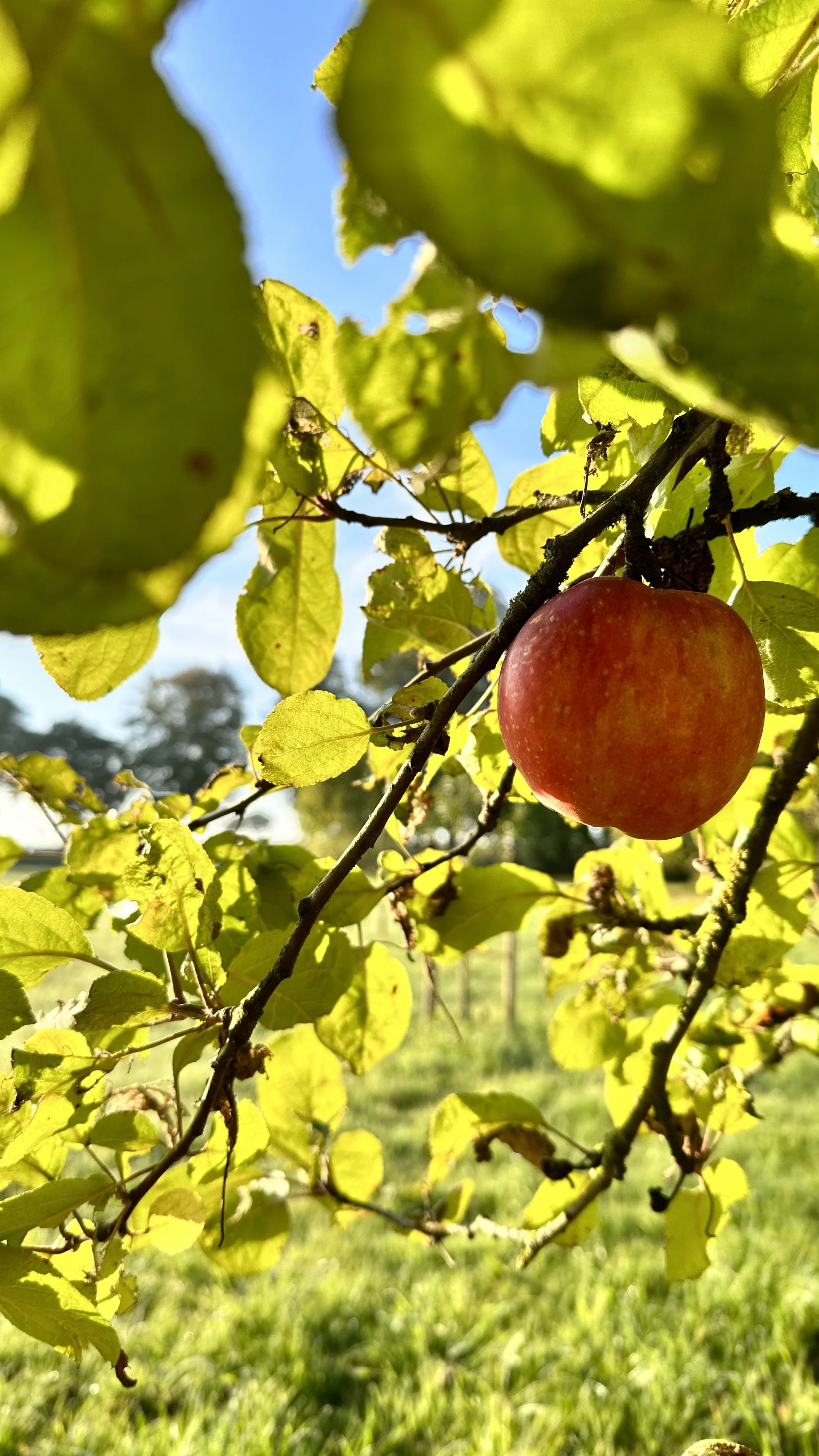 Roter Apfel hängt an einem Ast in einem sonnigen Obstgarten mit grünen Blättern und blauem Himmel.