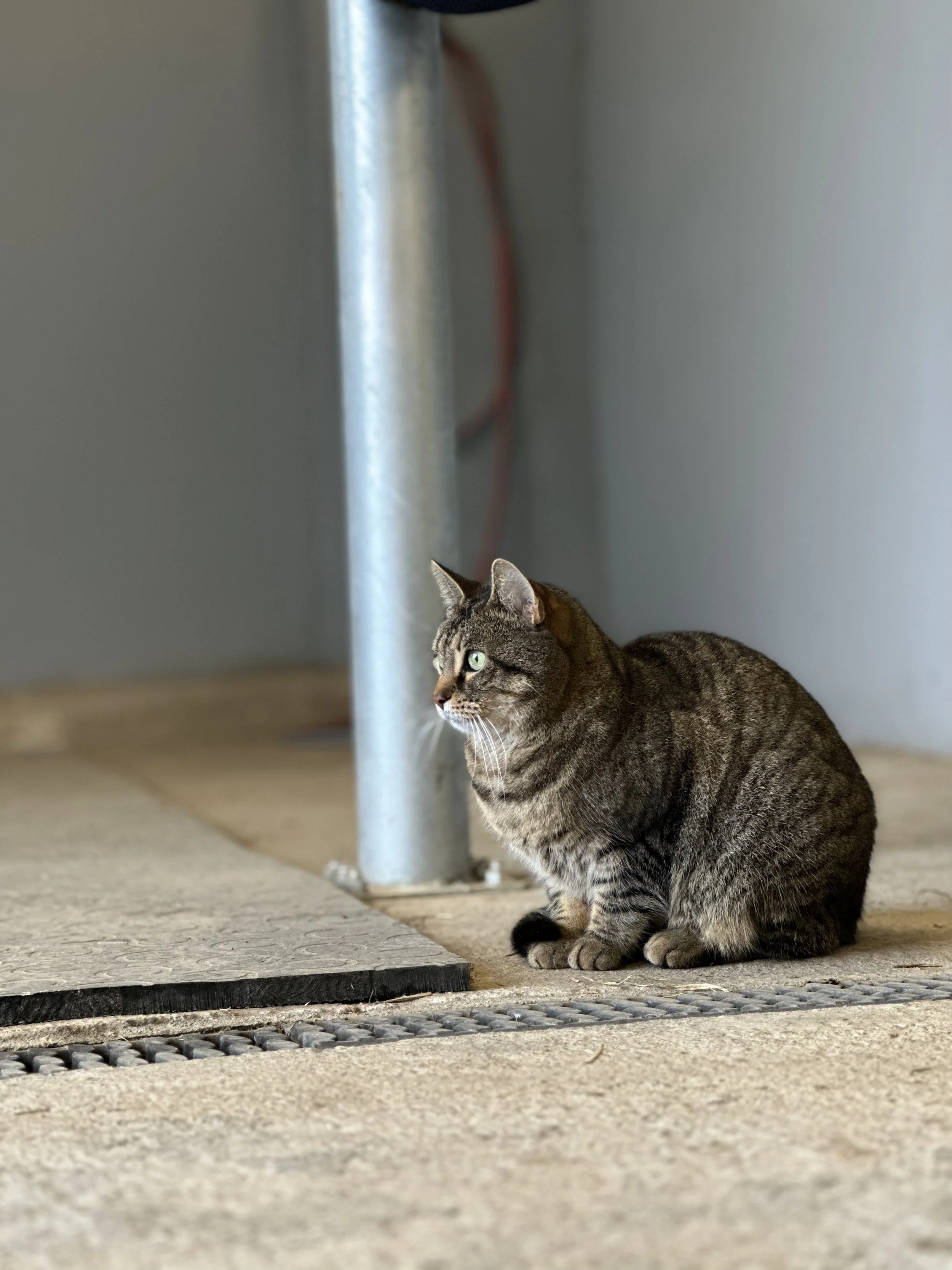 Eine braun getigerte Katze sitzt auf einem Betonboden neben einer Metallstange und blickt nach links.
