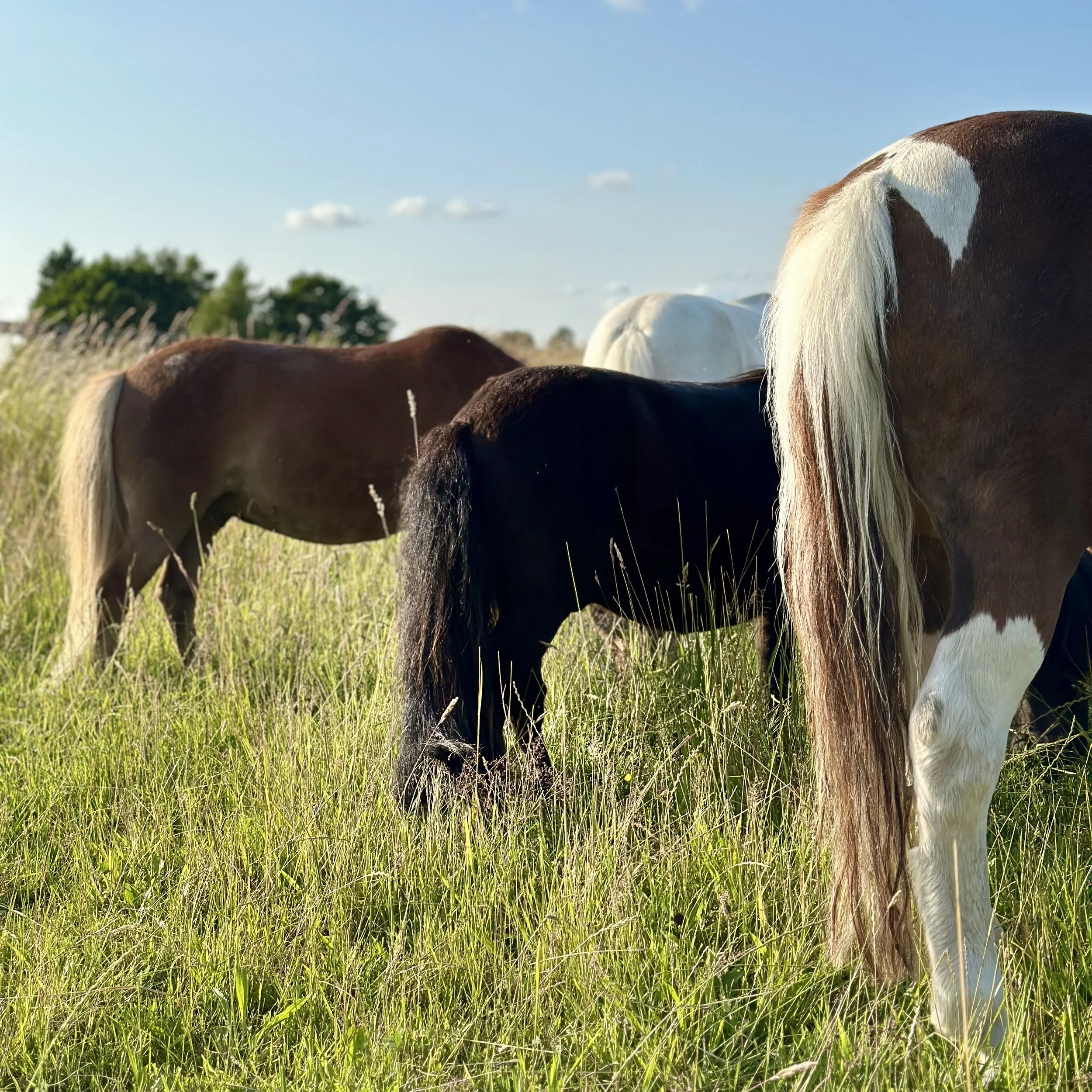 Drei Ponys grasen an einem sonnigen Tag mit blauem Himmel und einigen Wolken auf einer Wiese.