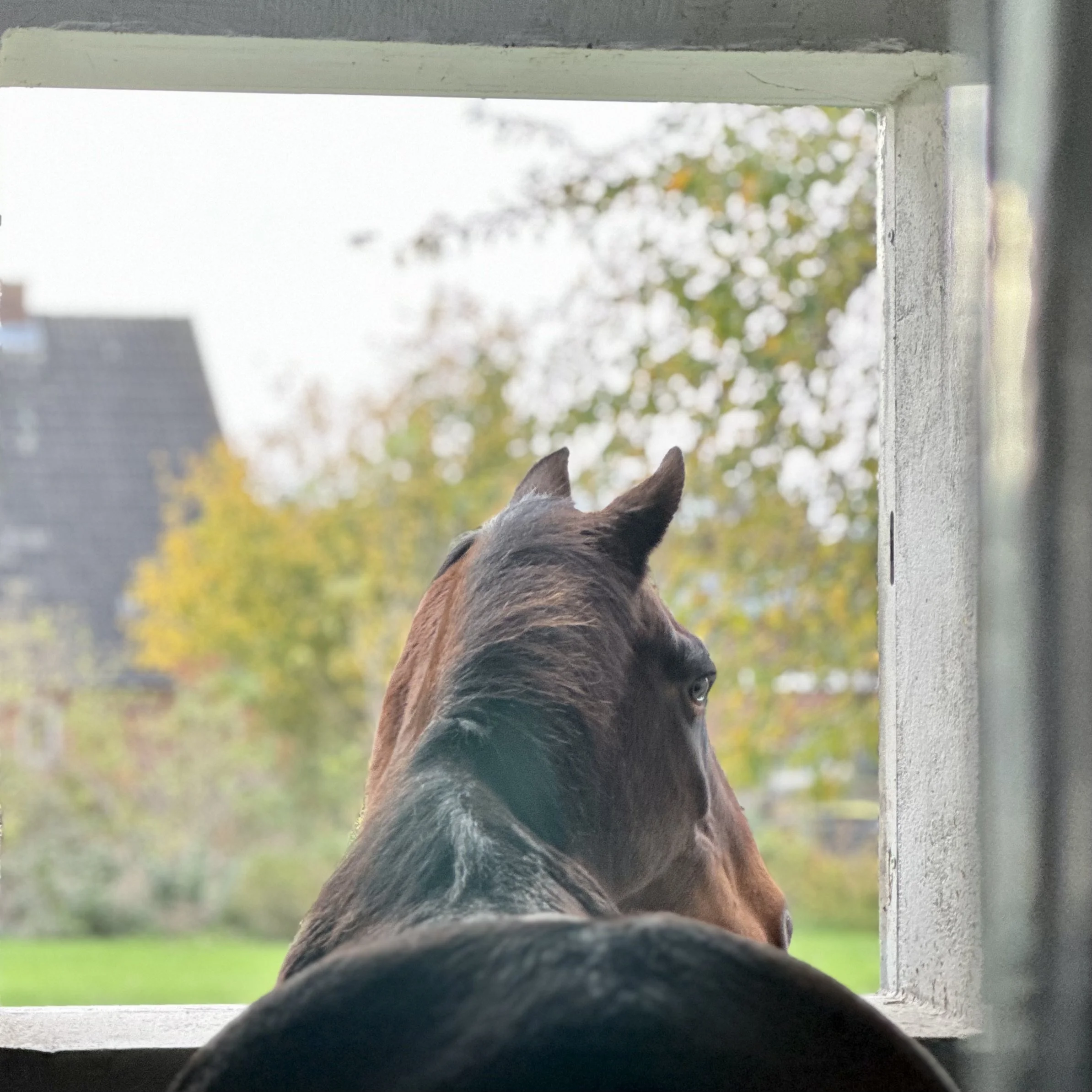 Ein braunes Pferd schaut aus dem Fenster in seiner Box in den herbstlichen Garten.