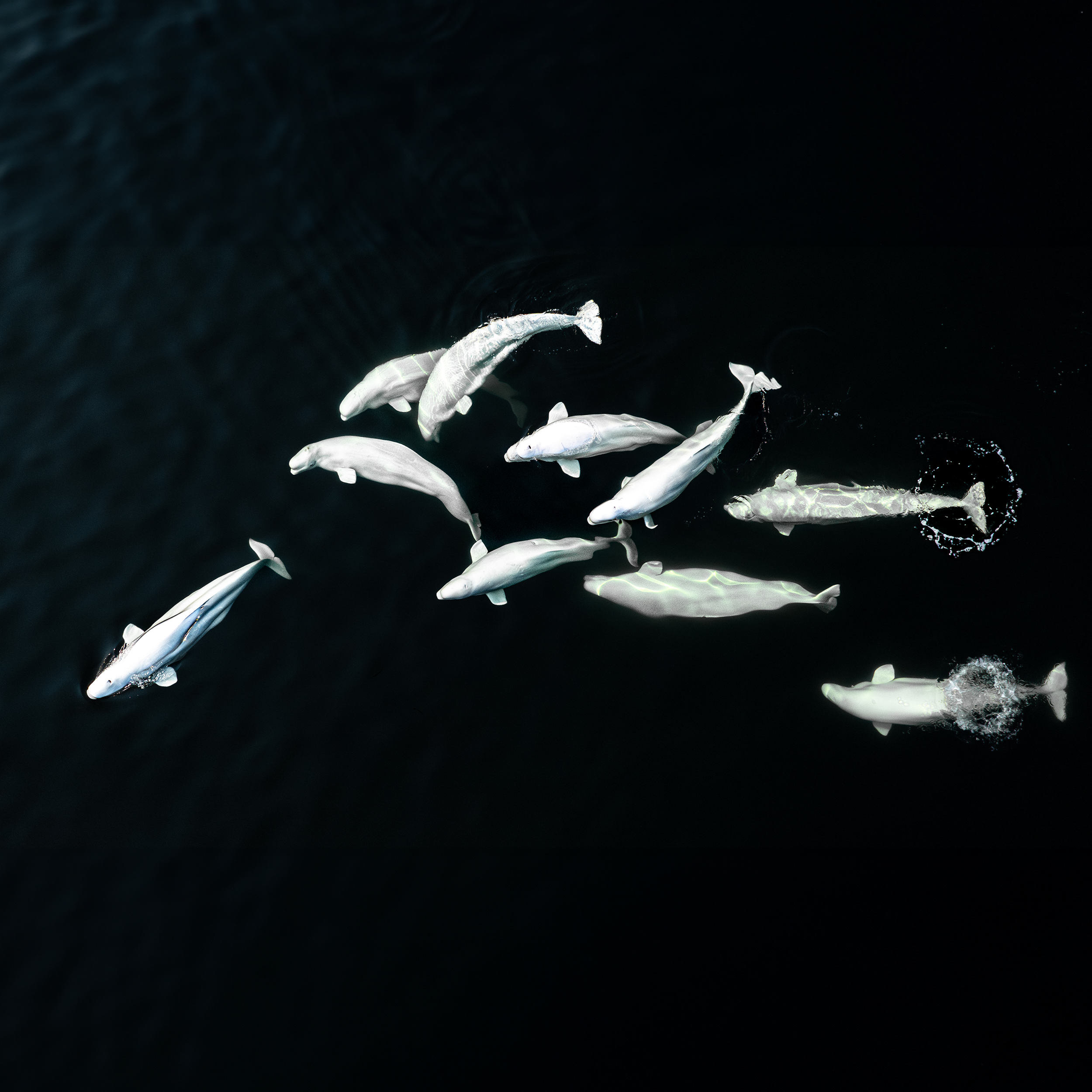 Belugas 1.png