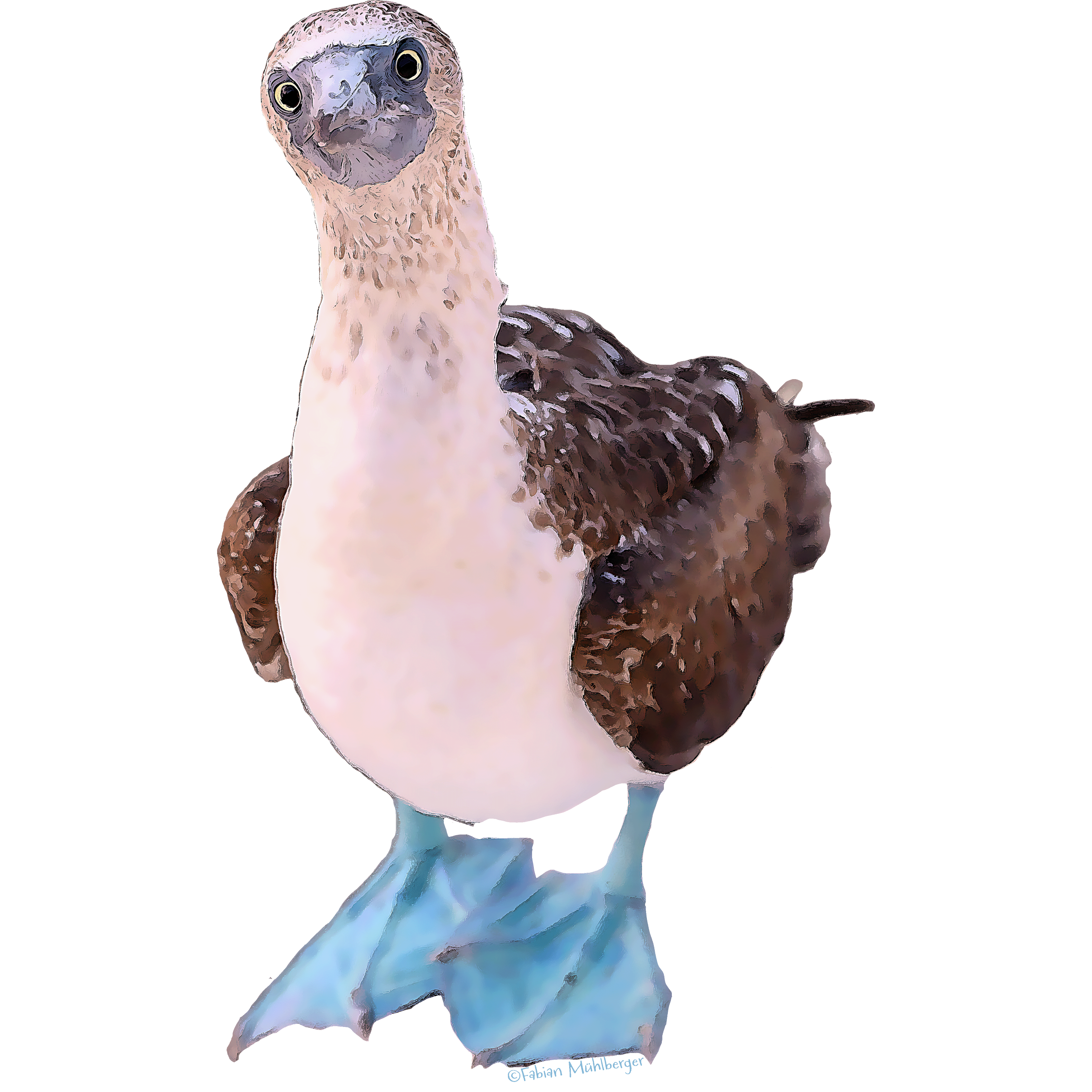 Blaufußtölpel 2.png