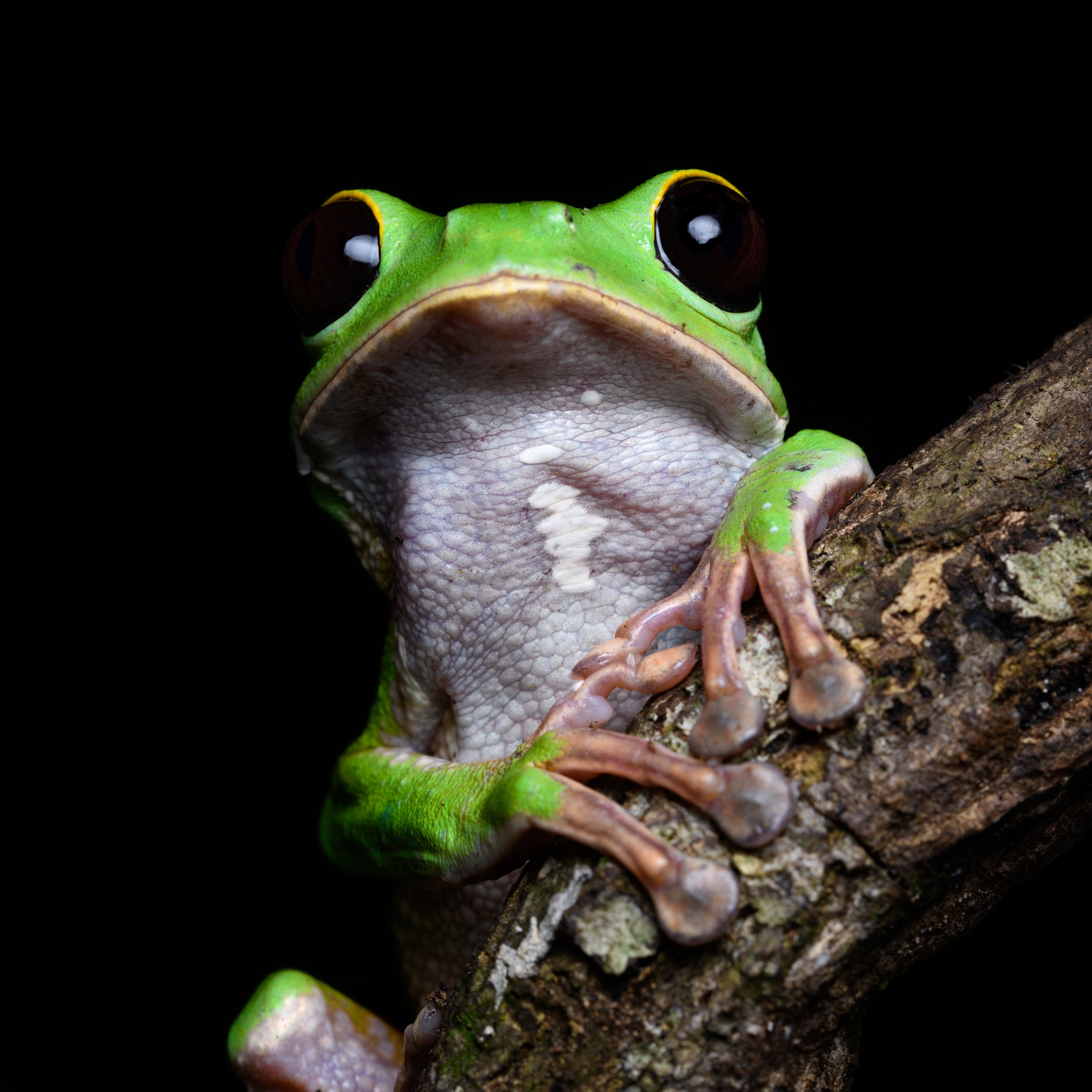 Makifrosch 1.jpg