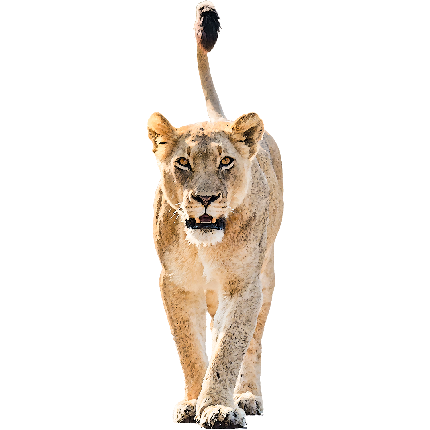 Lioness 2.png