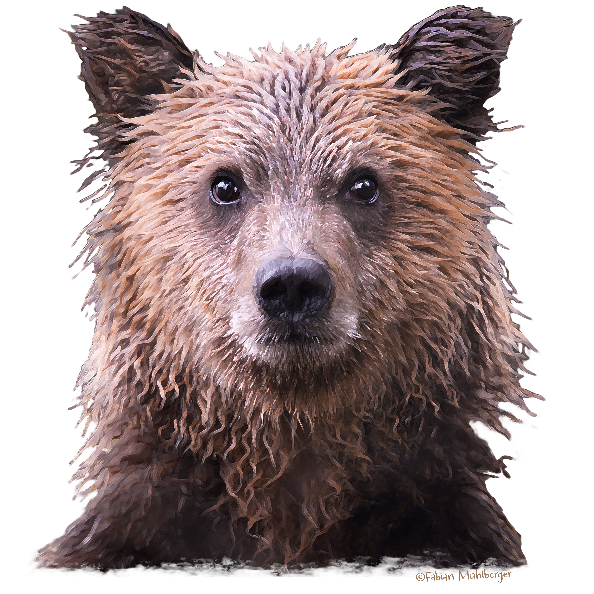 Grizzly Cub 2.png