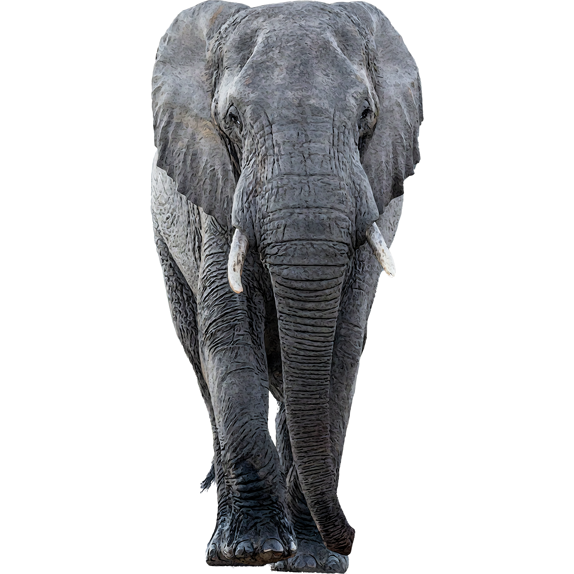 Elefant 2.png