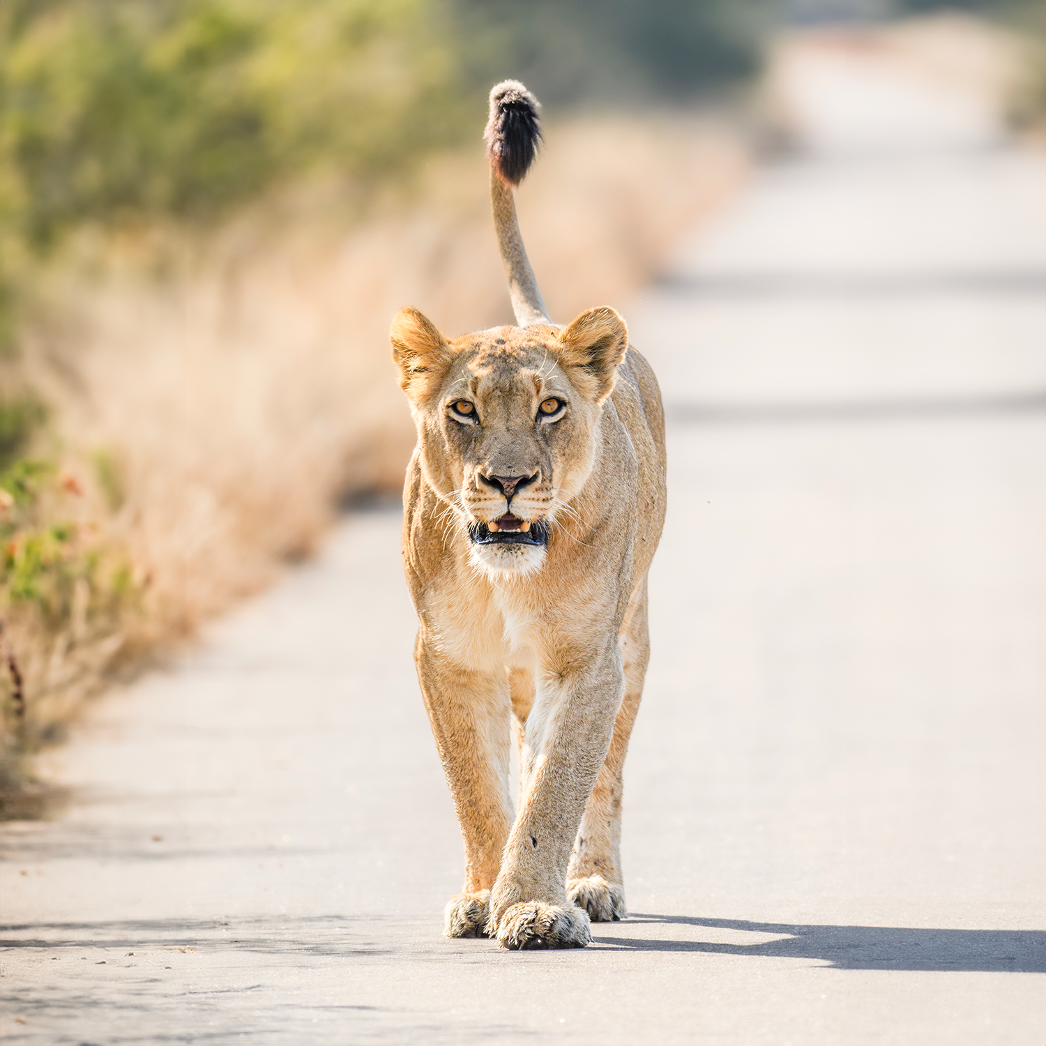 Lioness 1.png