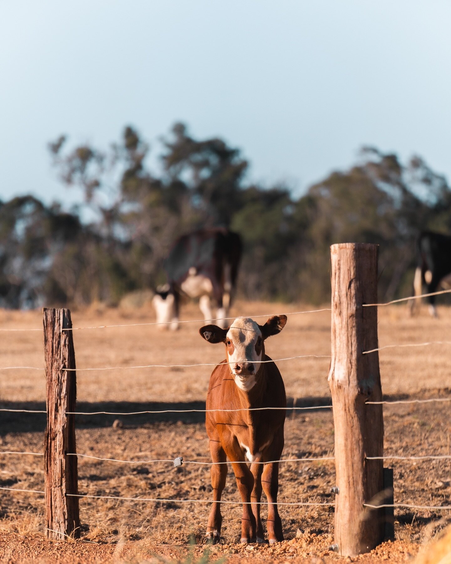 Have you heard of the @blackdogride ??

Every year this charity auctions off a heifer called Clementine to raise money for suicide prevention.

We currently have 7 Clementines roaming the fields on our property. This little girl is Clementine number 