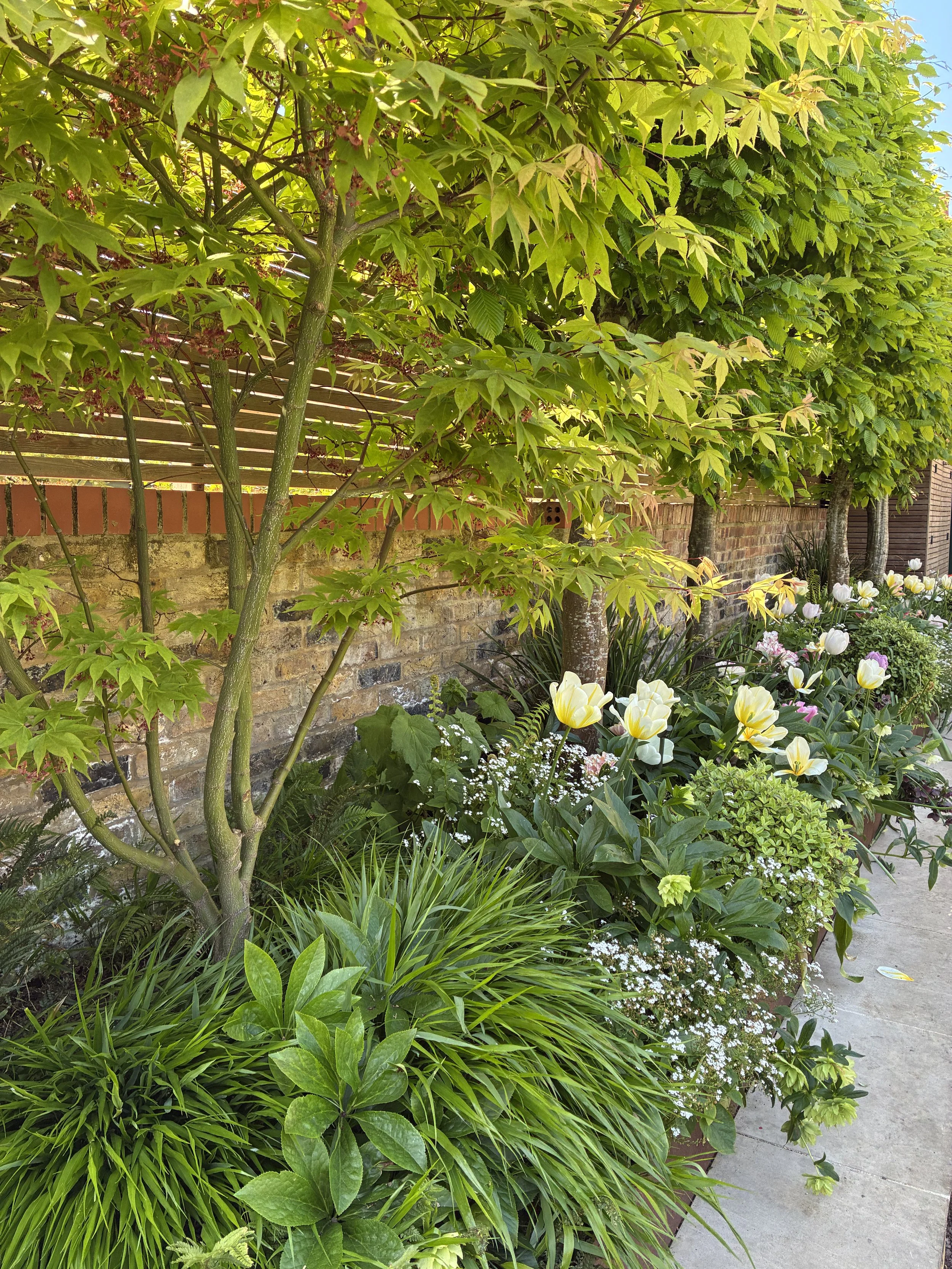 Screening trees planting for shady garden West London garden designer