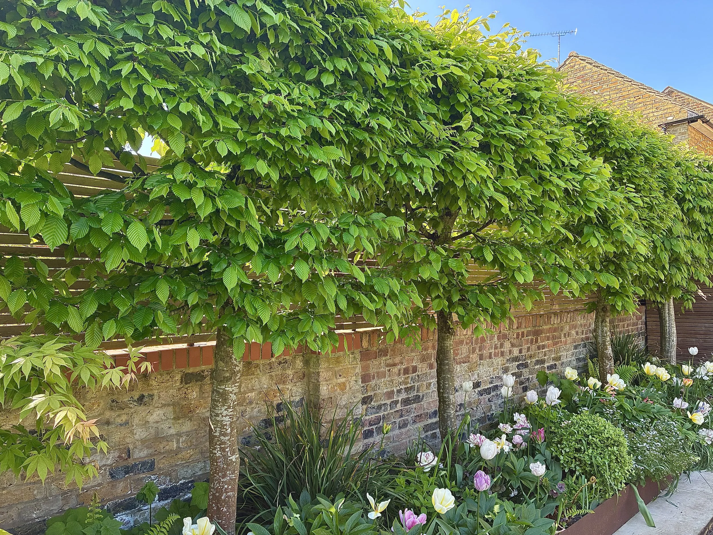 Screening trees for London private garden