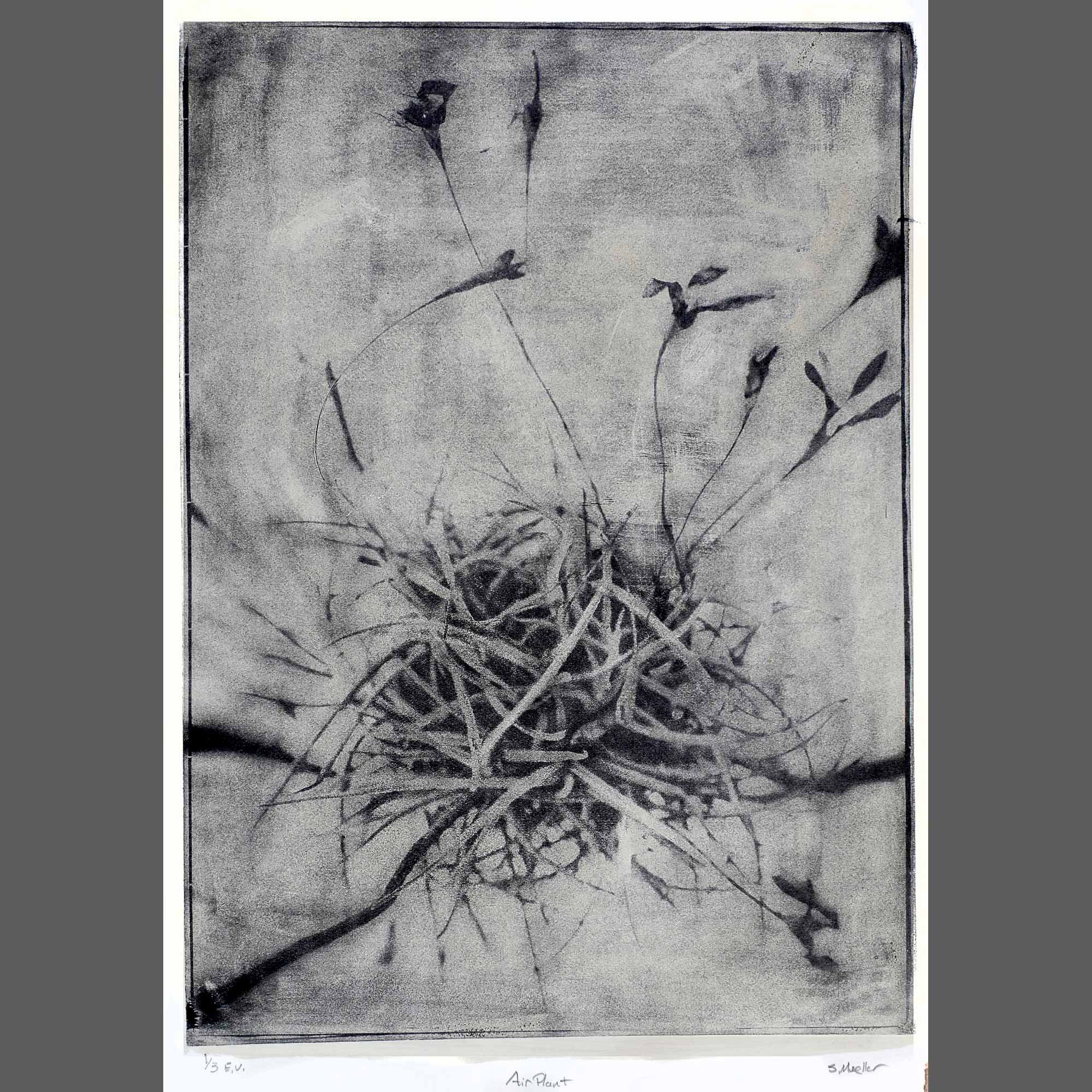 Airplant